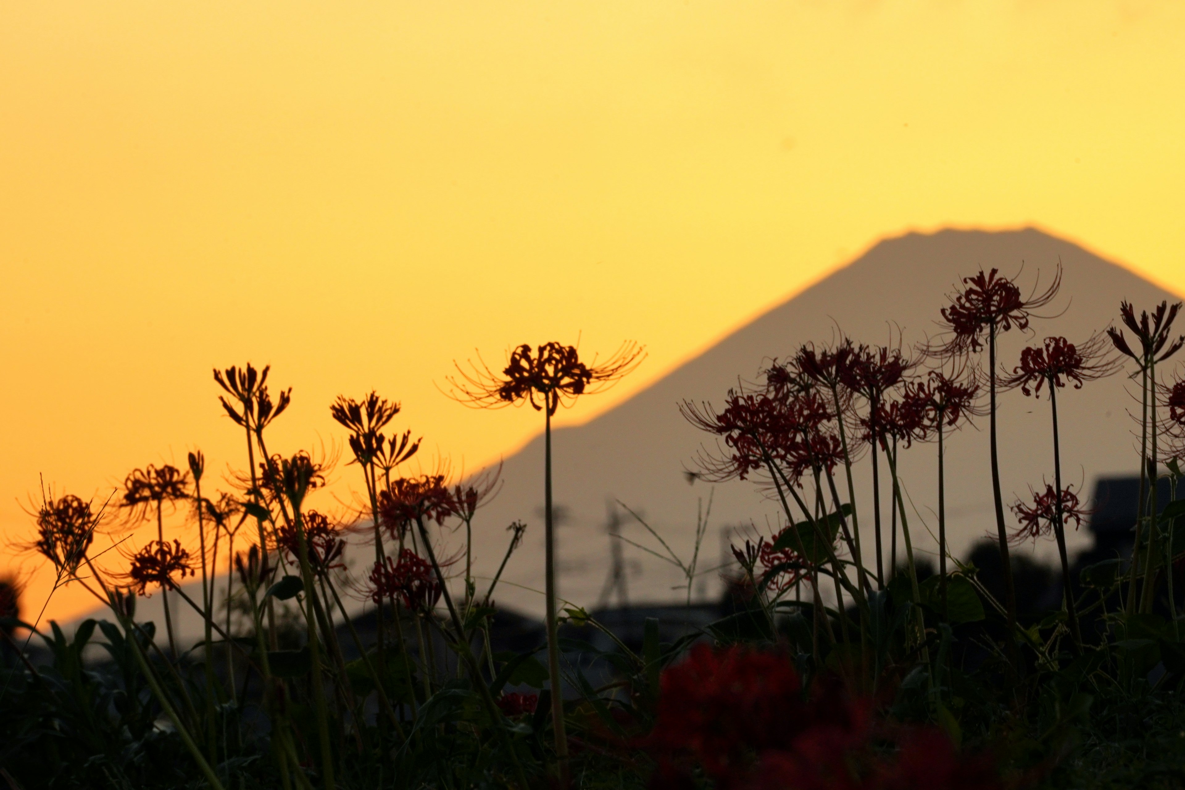 夕焼けの中で富士山と花が見える風景