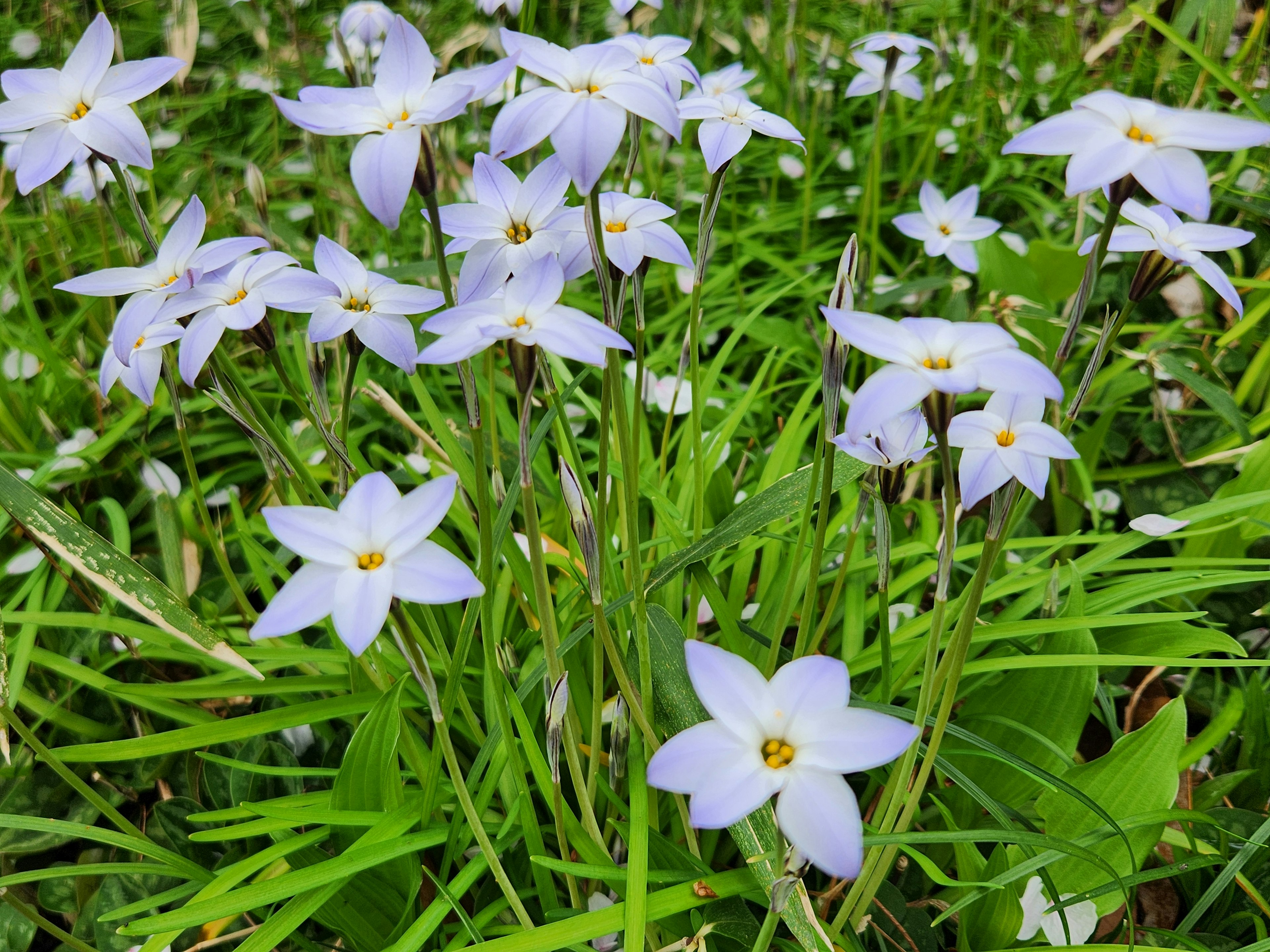 Sekelompok bunga ungu muda kecil di antara rumput hijau