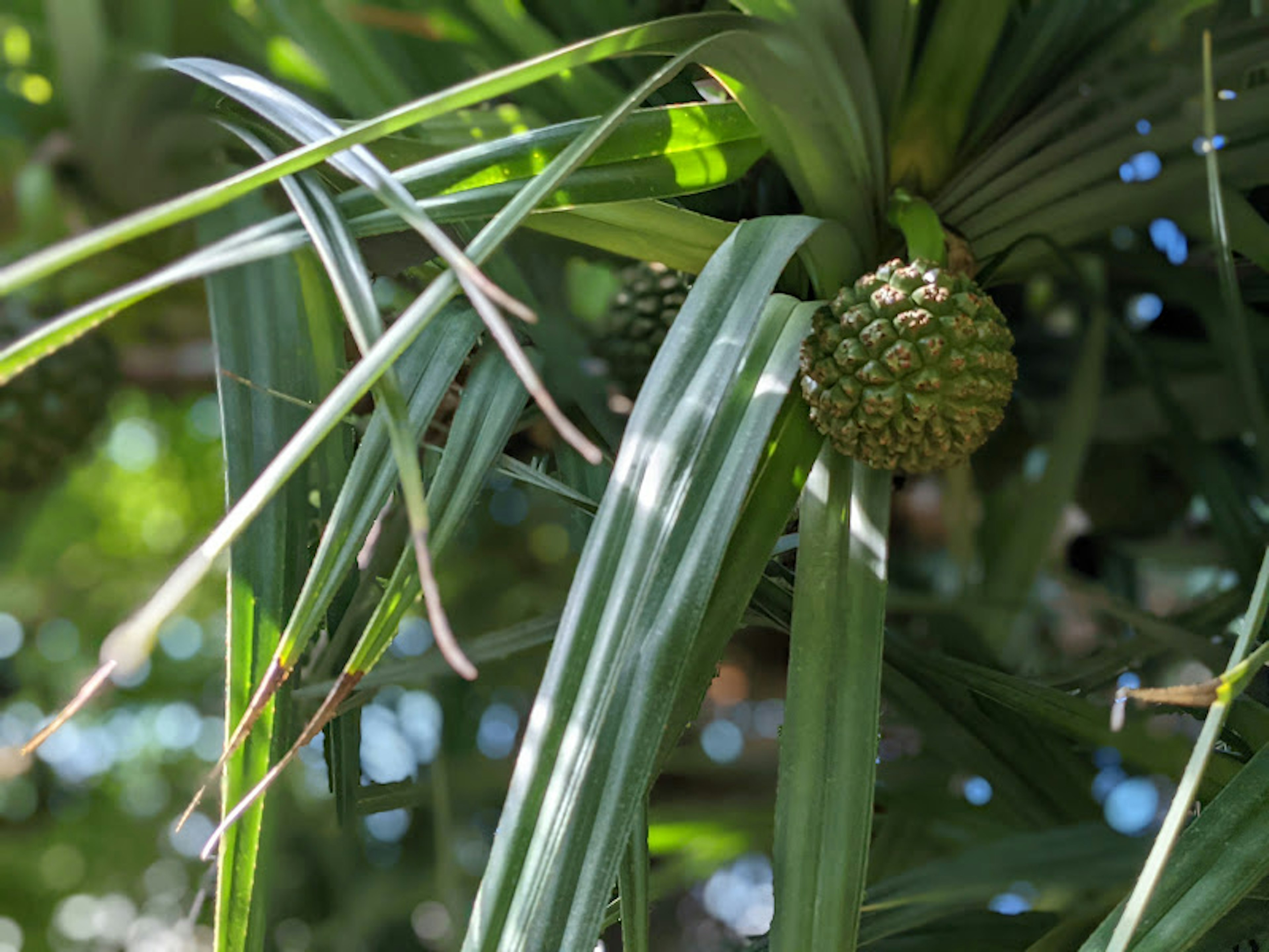 Acercamiento de una planta con hojas verdes y frutas inmaduras