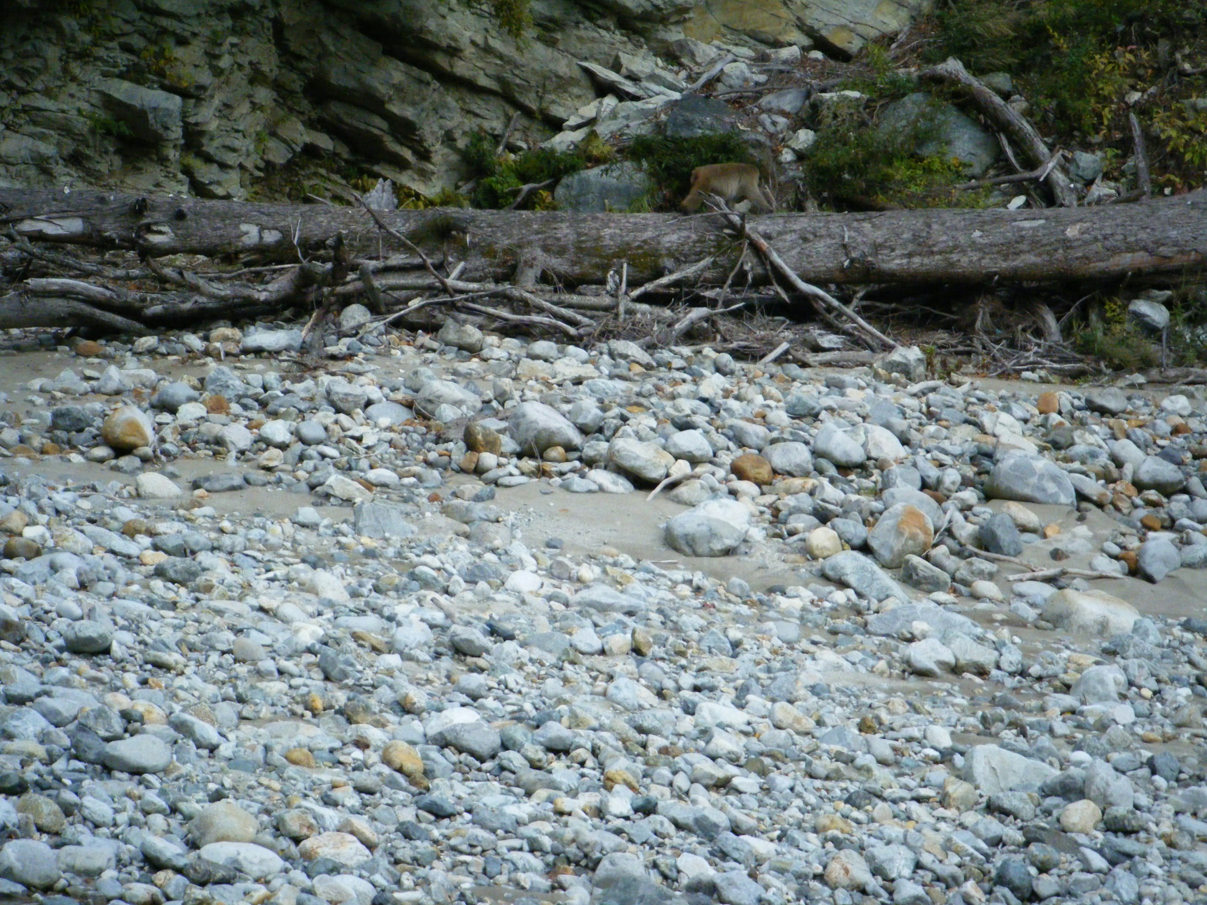 Escena de ribera con rocas dispersas y madera flotante