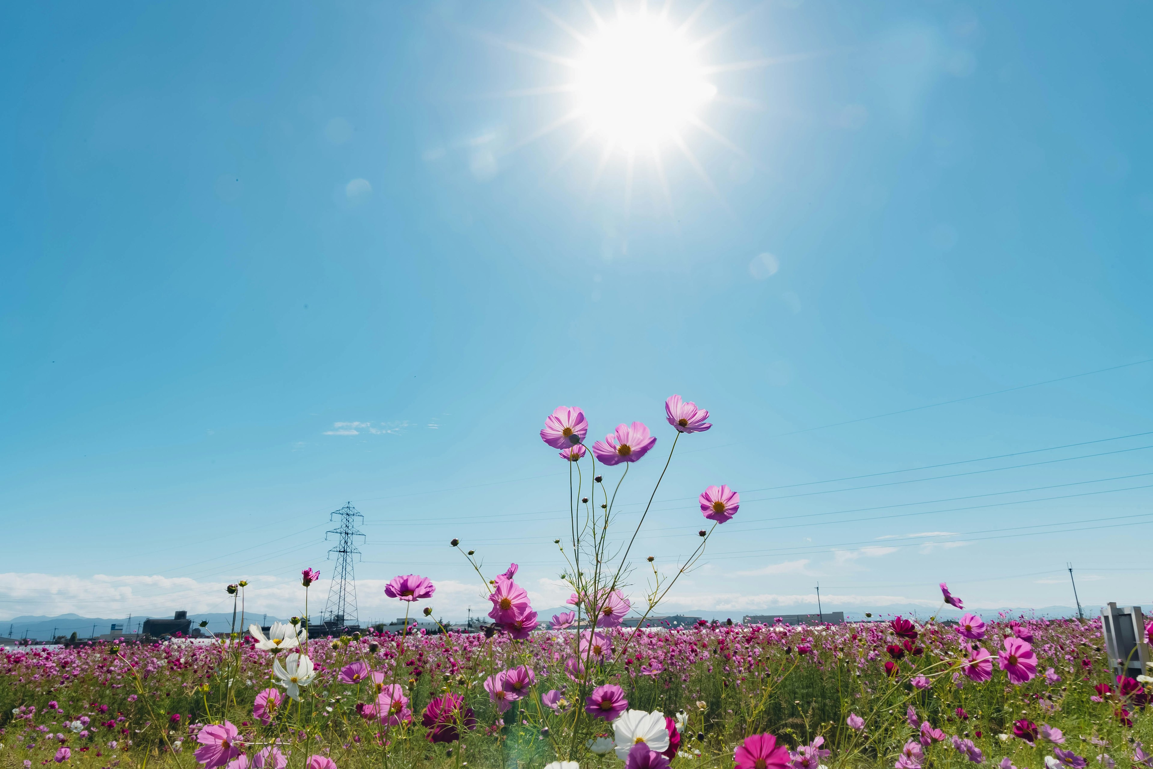 Kosmosblumen blühen unter einem blauen Himmel mit der Sonne