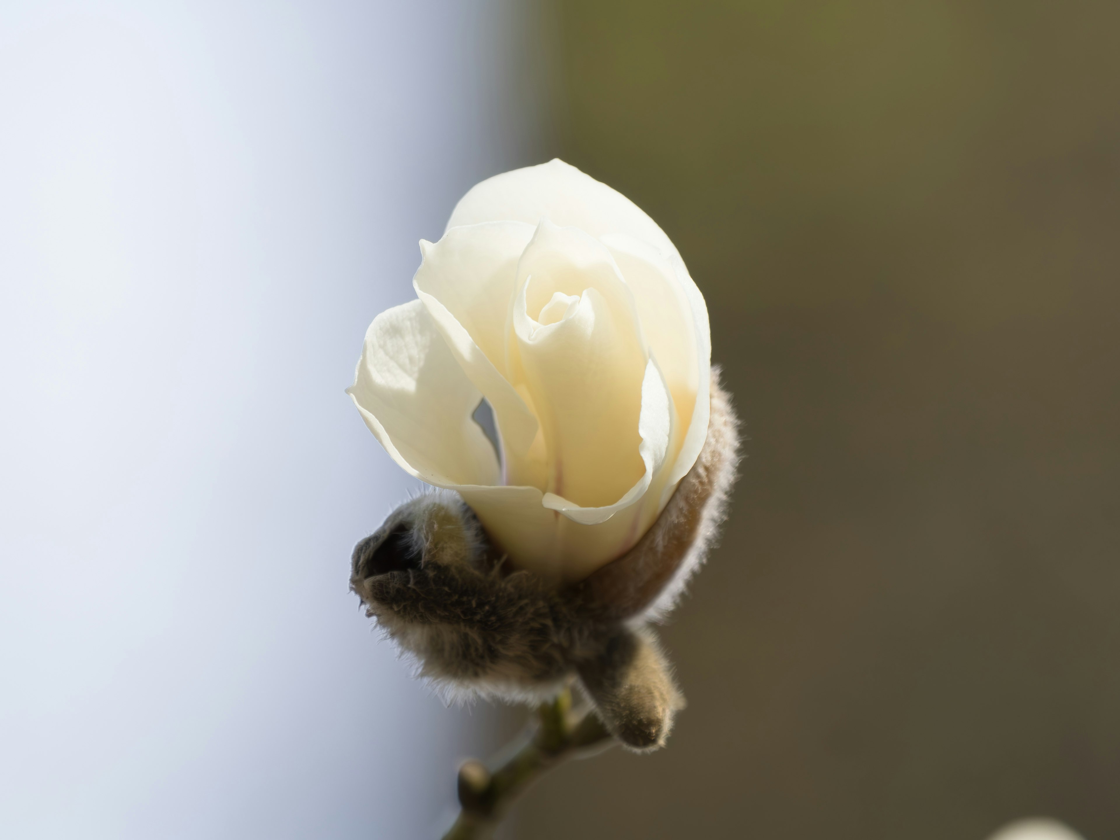 Primo piano di un bocciolo di pianta con petali bianchi delicati