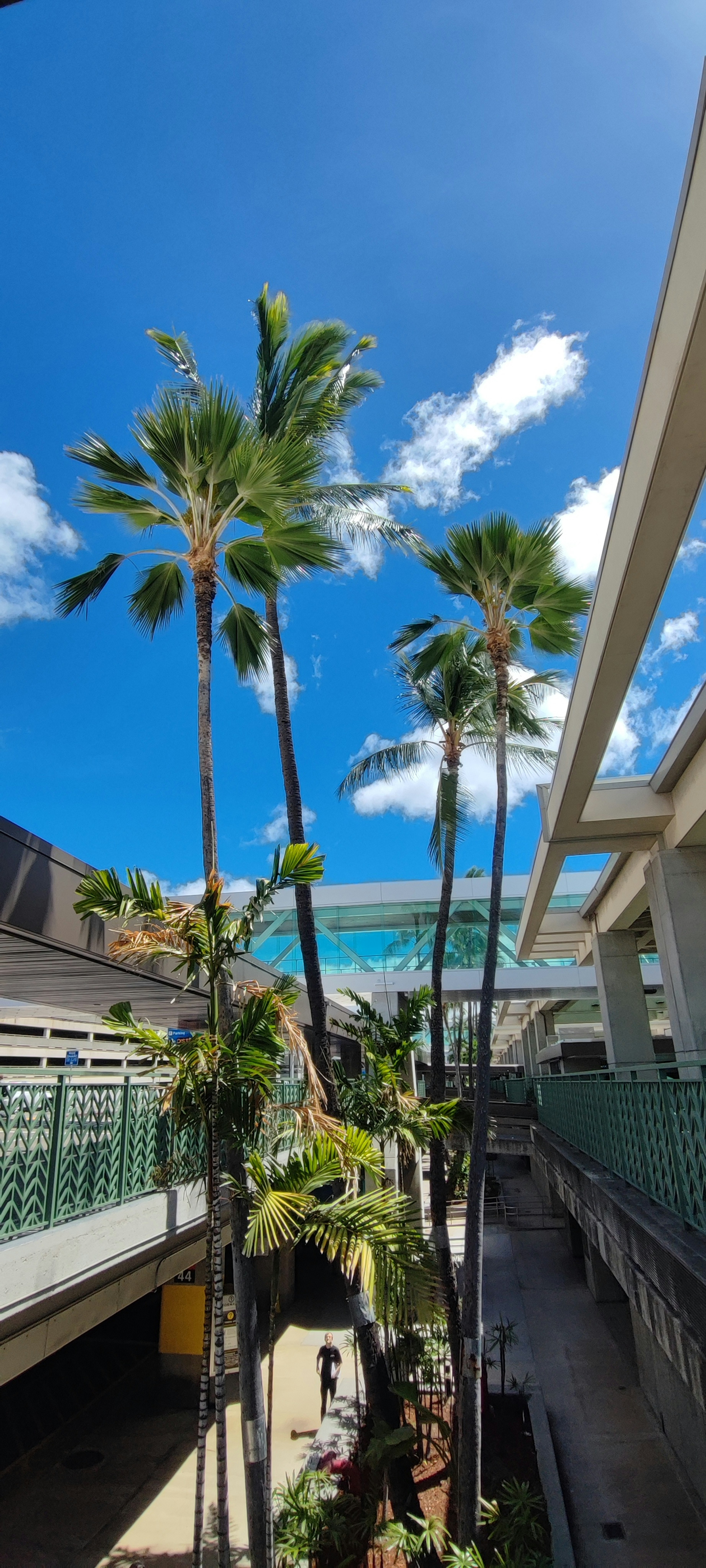 Alti palme sotto un cielo blu con architettura moderna