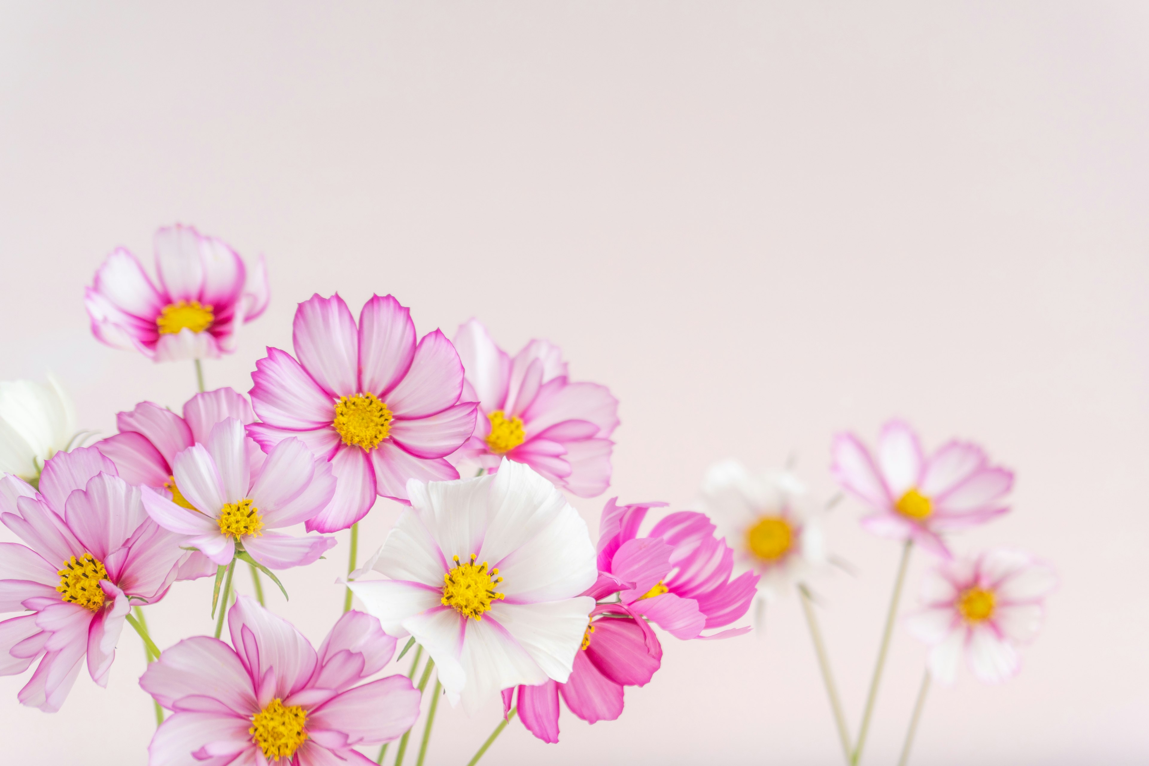 Zarte weiße und pinke Blumen vor einem sanften rosa Hintergrund angeordnet