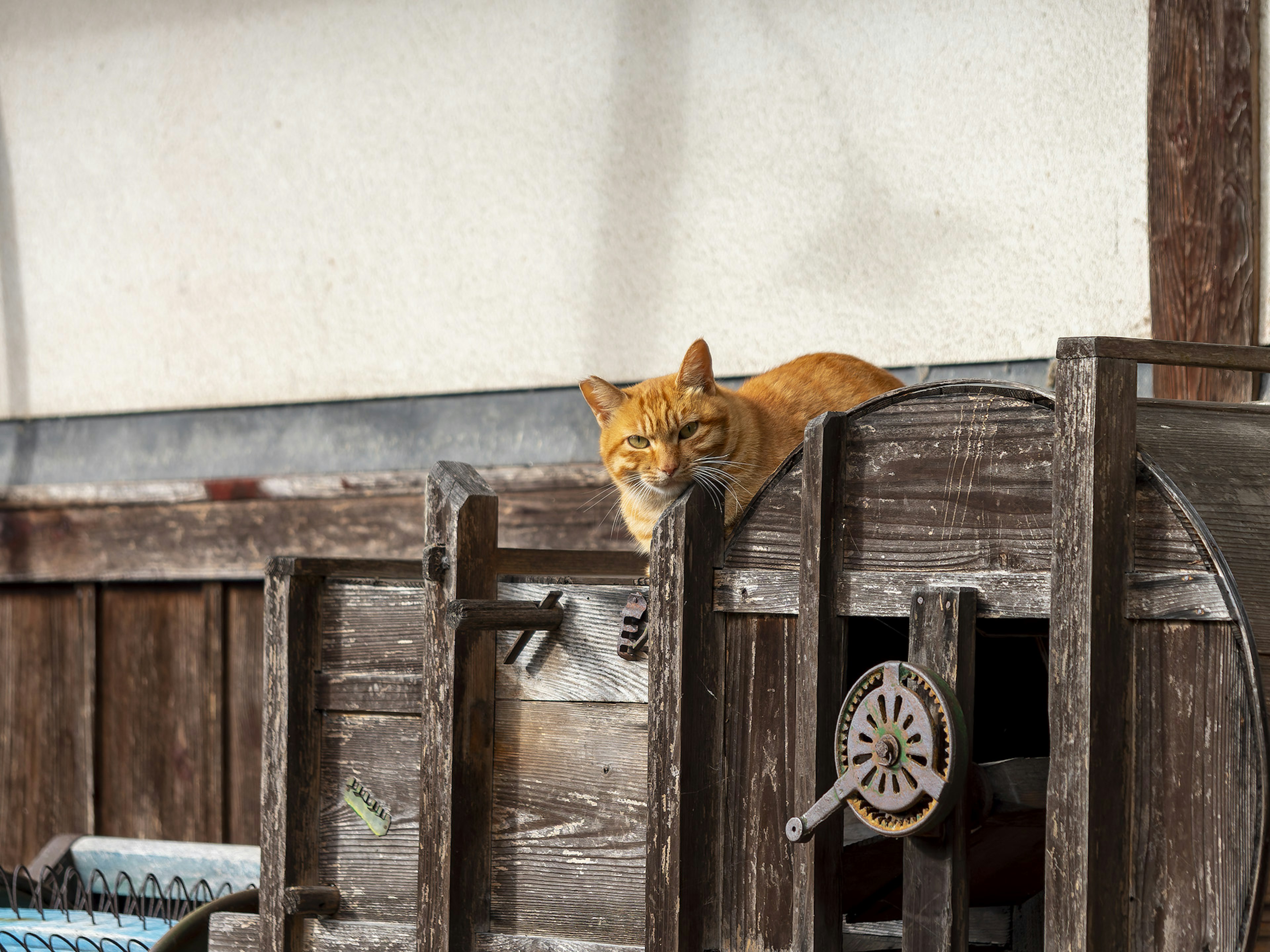 Orange cat lounging on a wooden fence