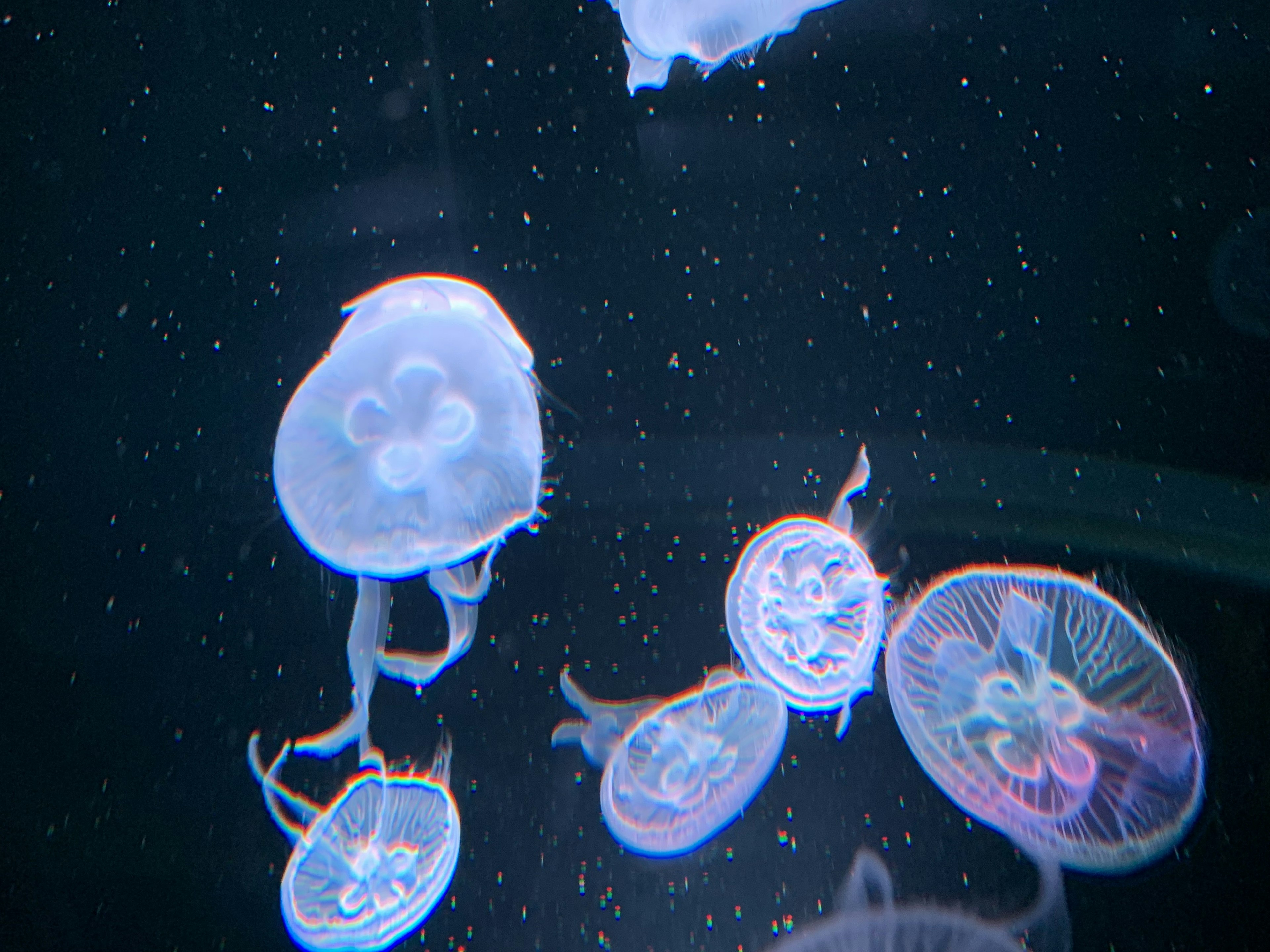 Un grupo de medusas flotando en el agua con cuerpos translúcidos y luz azul