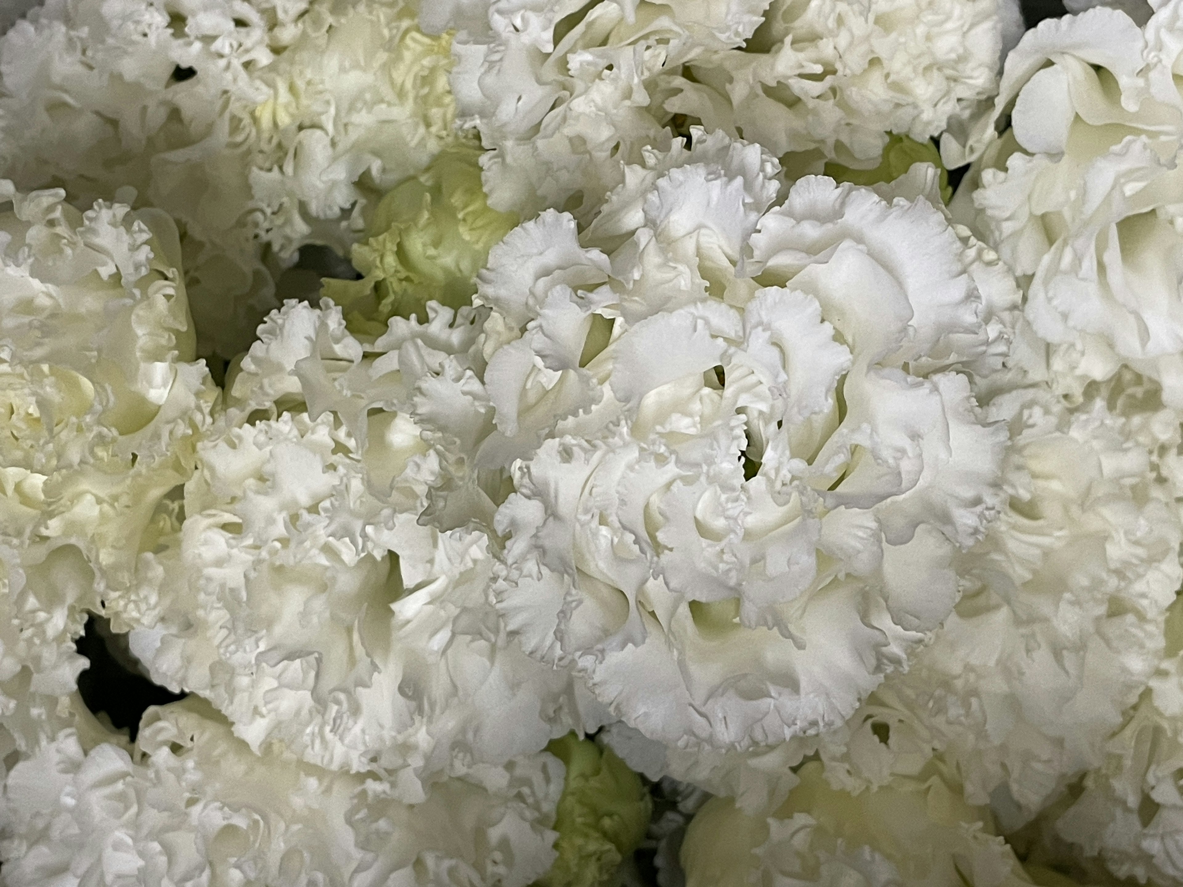 Cluster of white carnation flowers in bloom