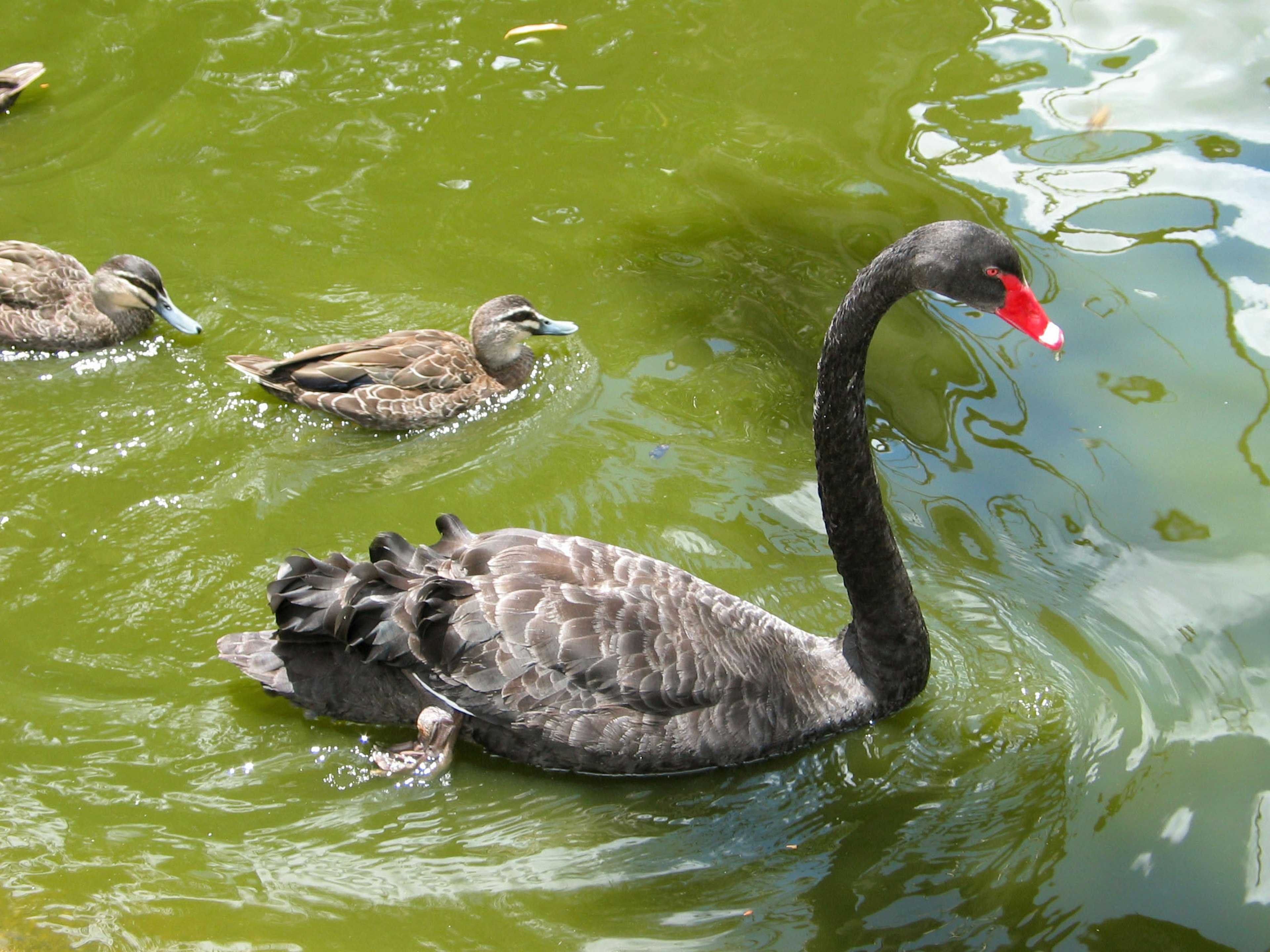 A black swan swimming with several ducks in green water