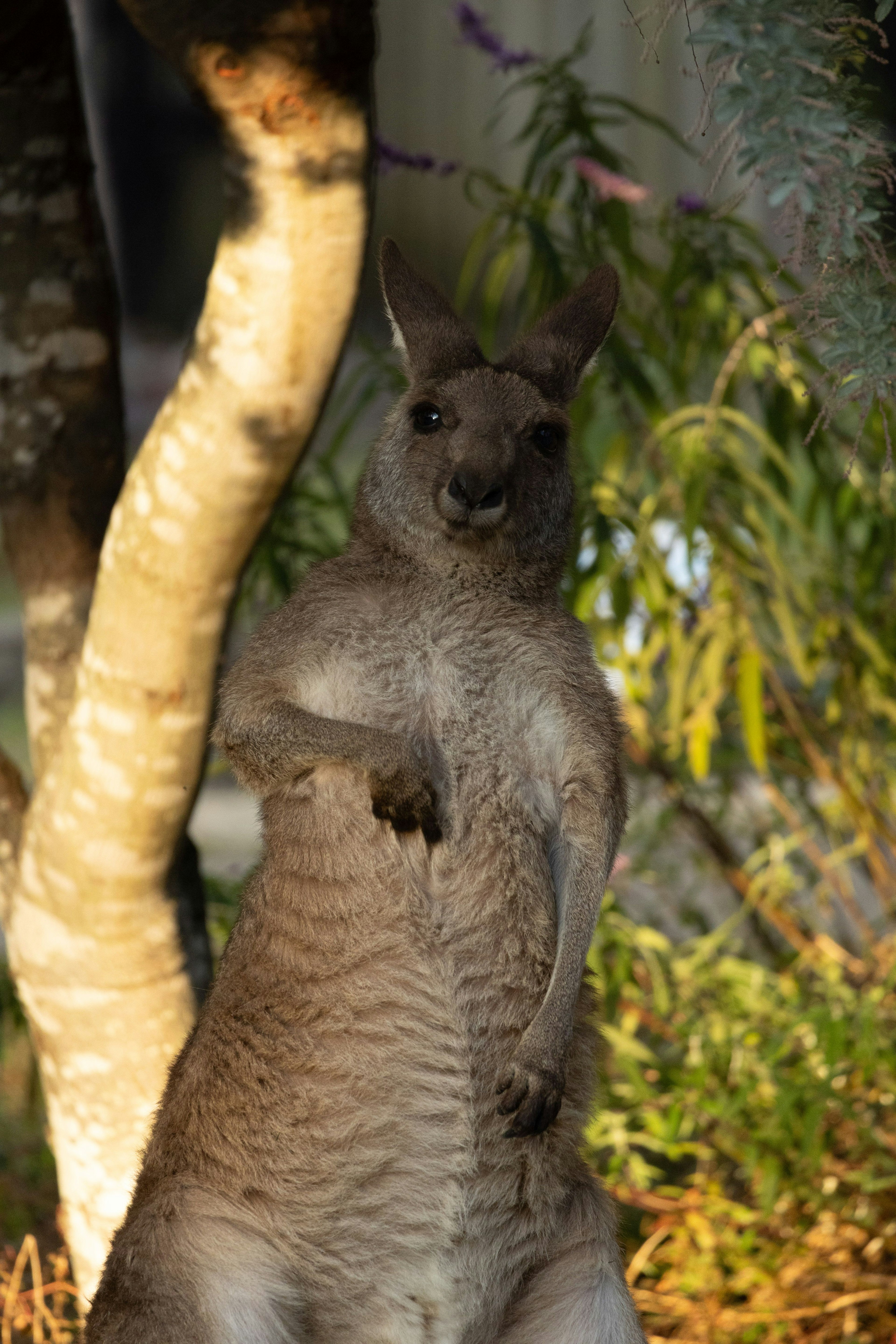 Một con kangaroo đứng giữa tán lá xanh