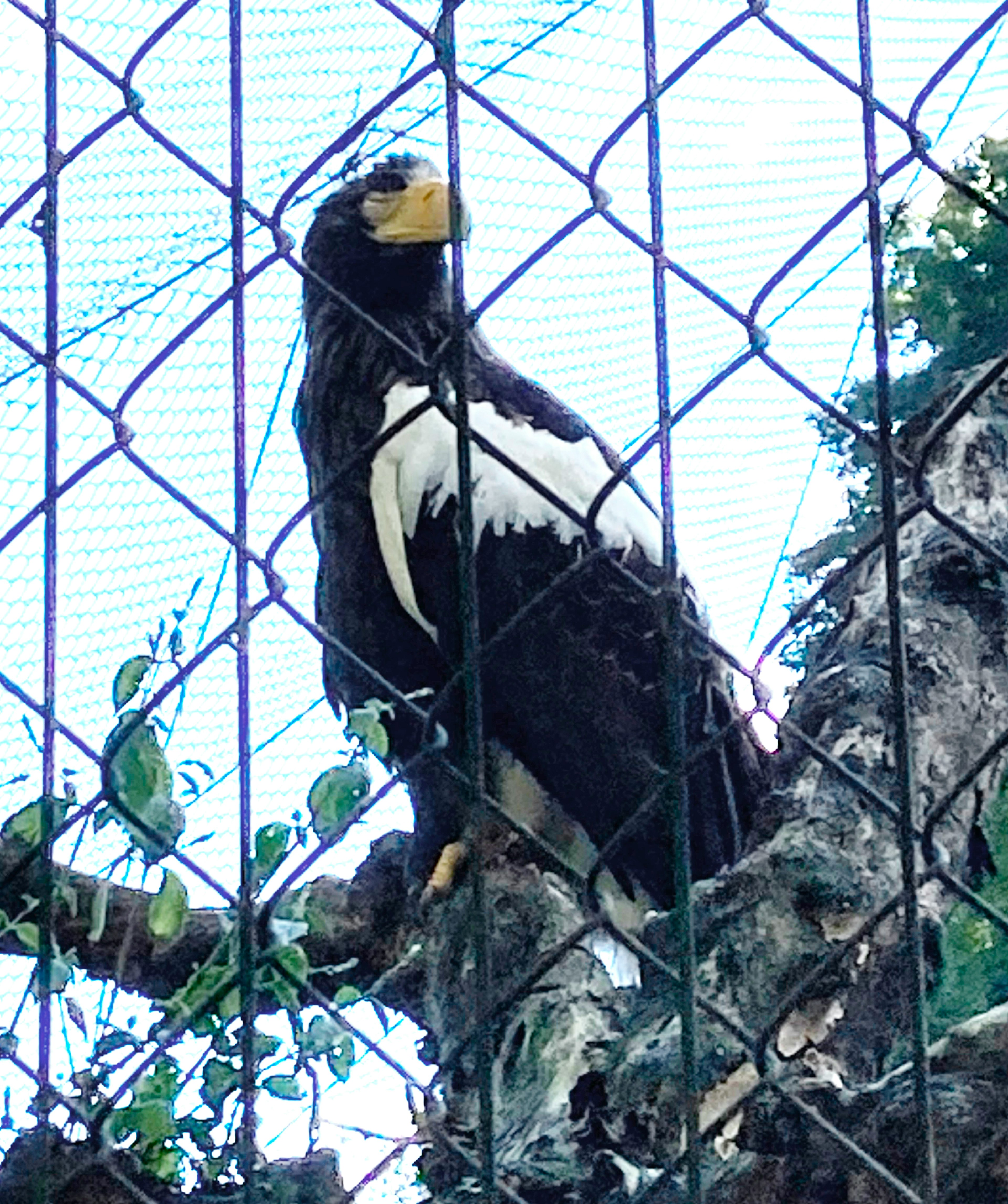 A black and white eagle perched behind a metal fence