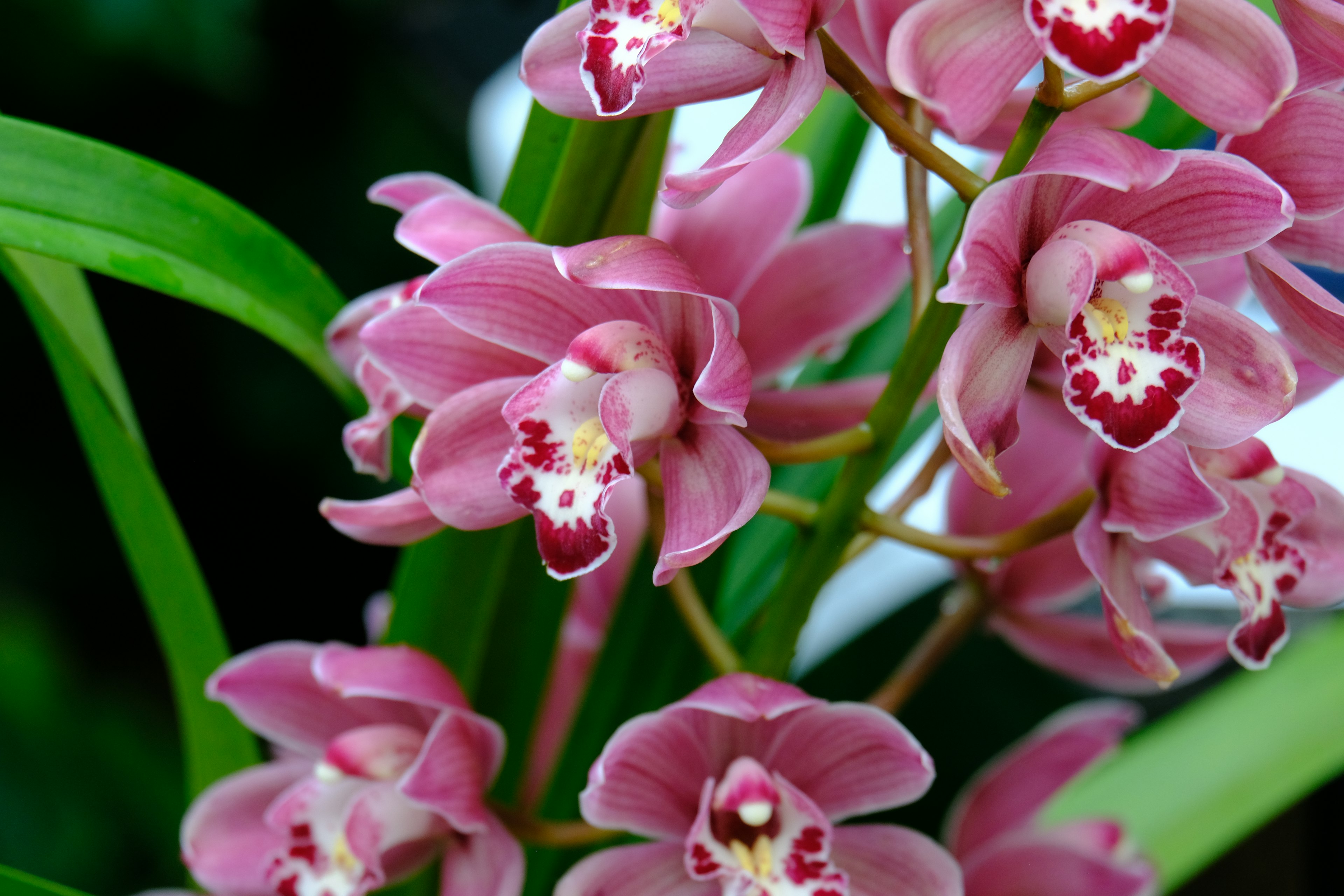 Orkid cymbidium pink yang indah sedang mekar