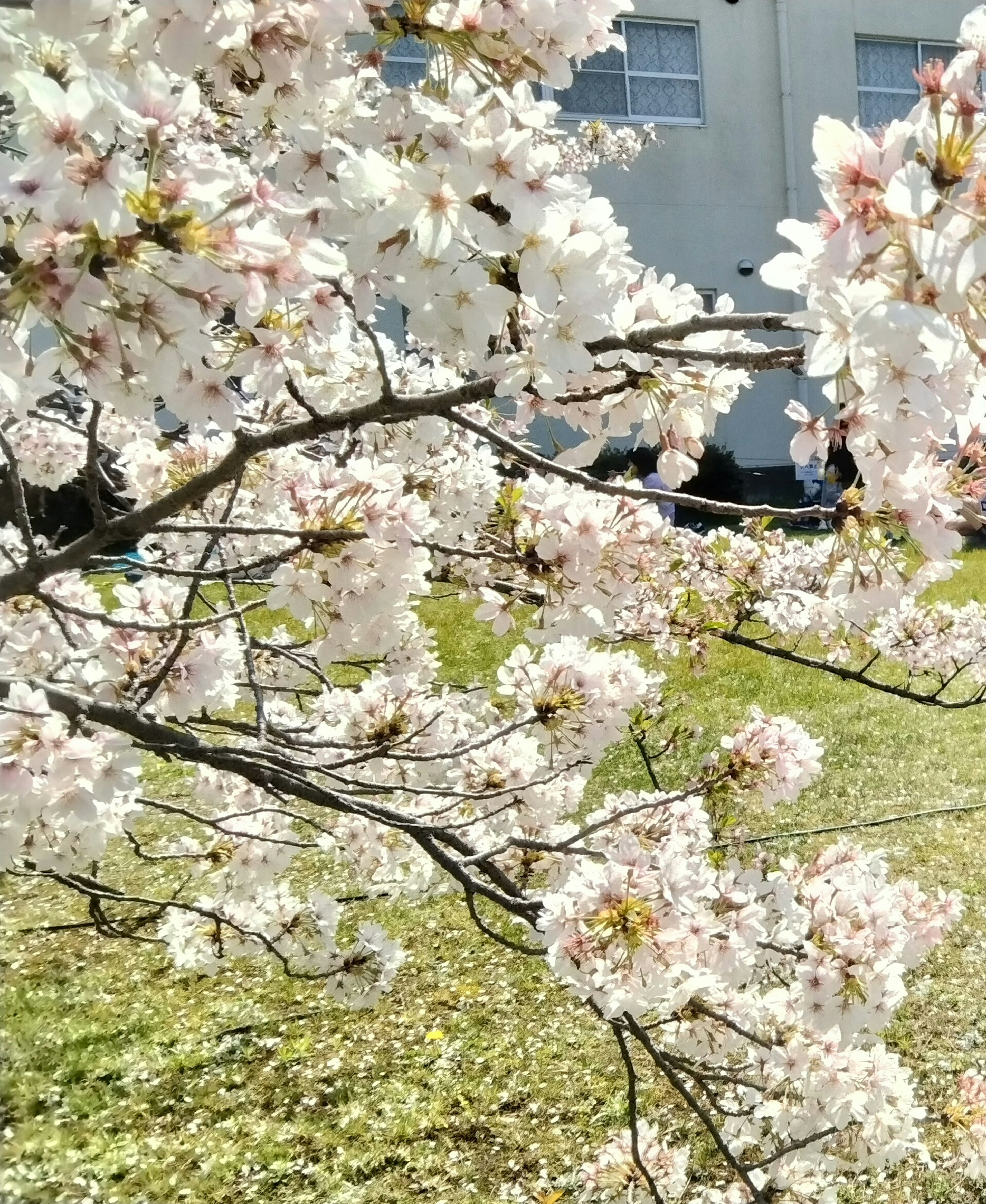 Ramo di ciliegio in fiore con un edificio sullo sfondo