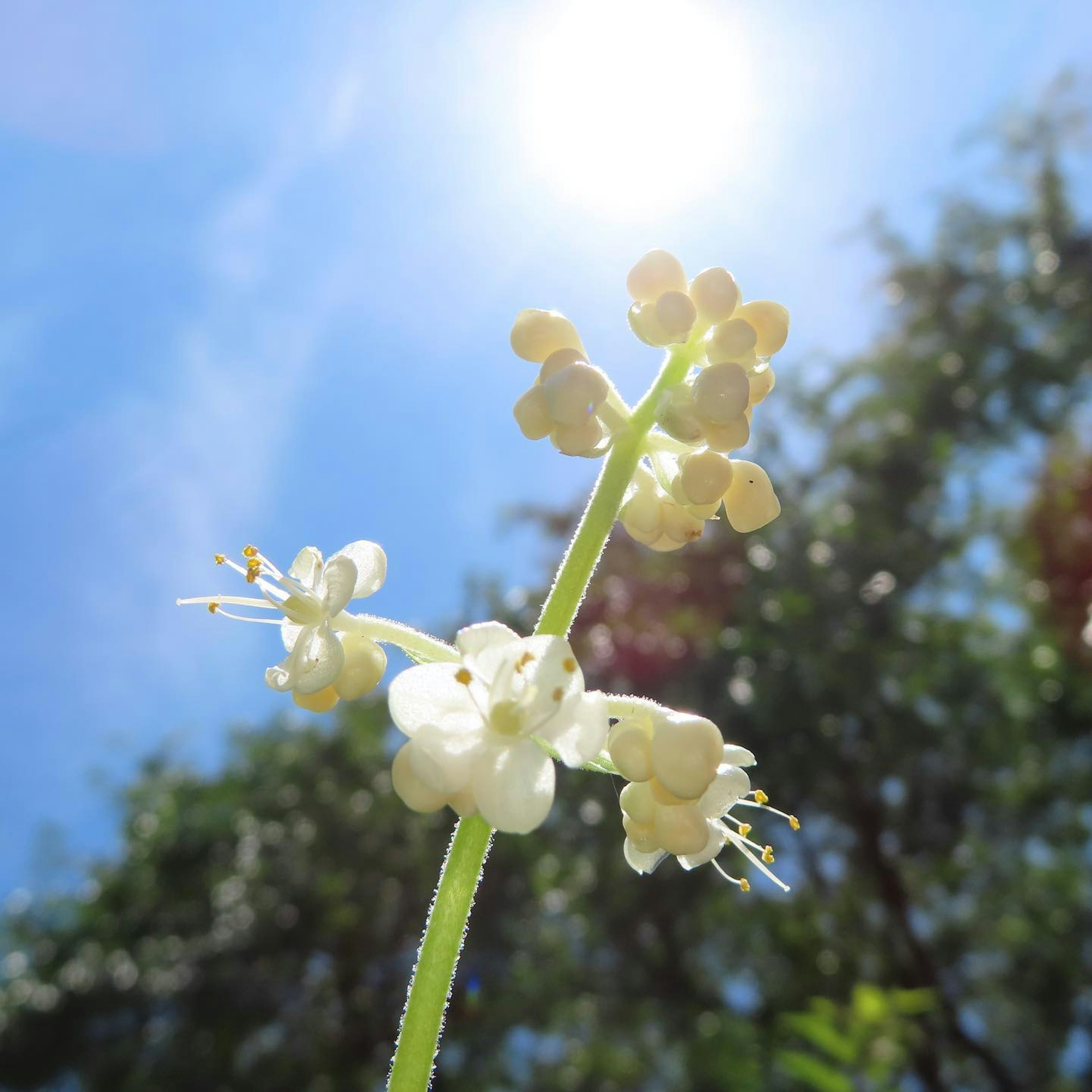 白い花が青空の下で太陽の光を浴びている