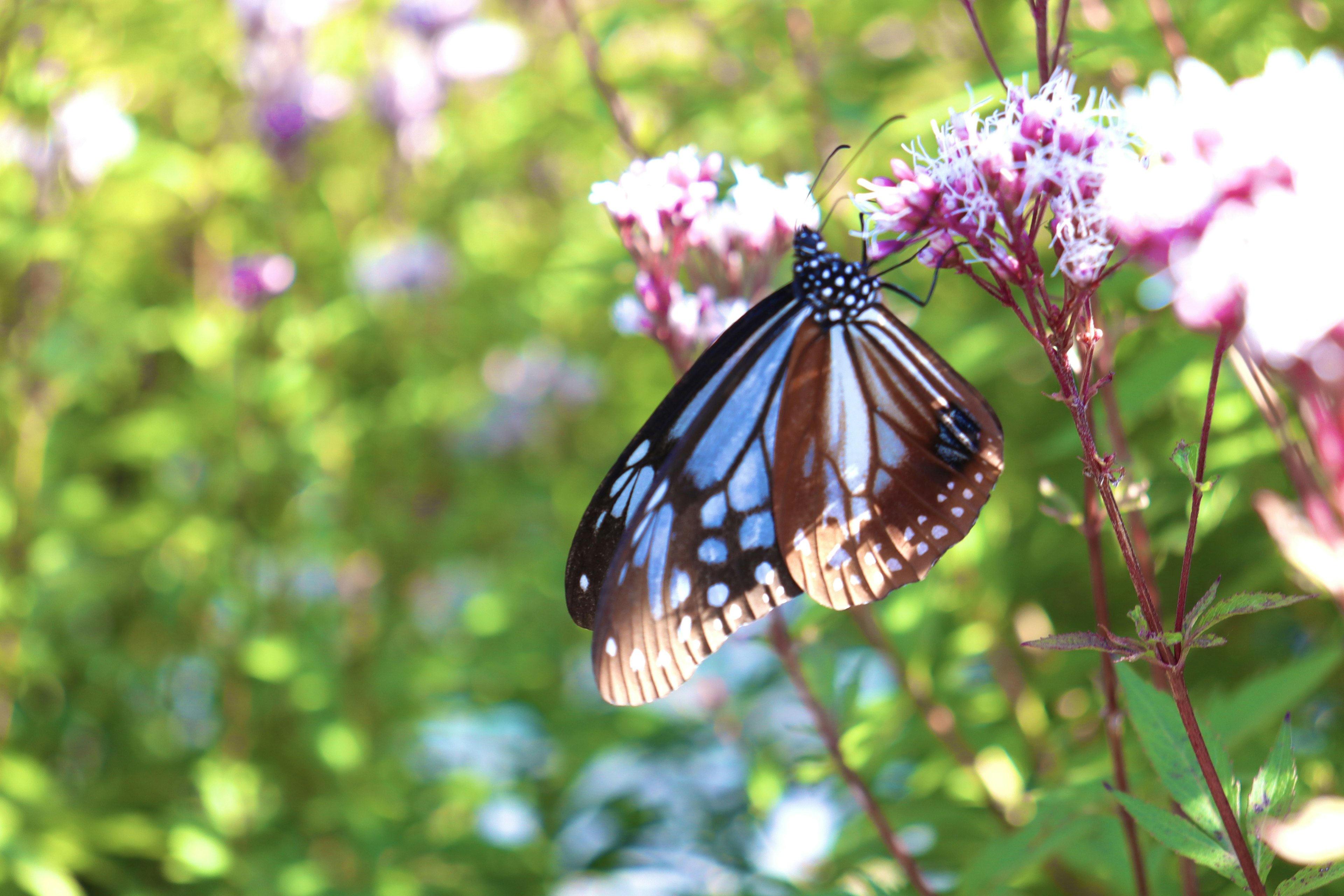 Nahaufnahme eines blauen Monarchfalter, der auf lila Blumen sitzt