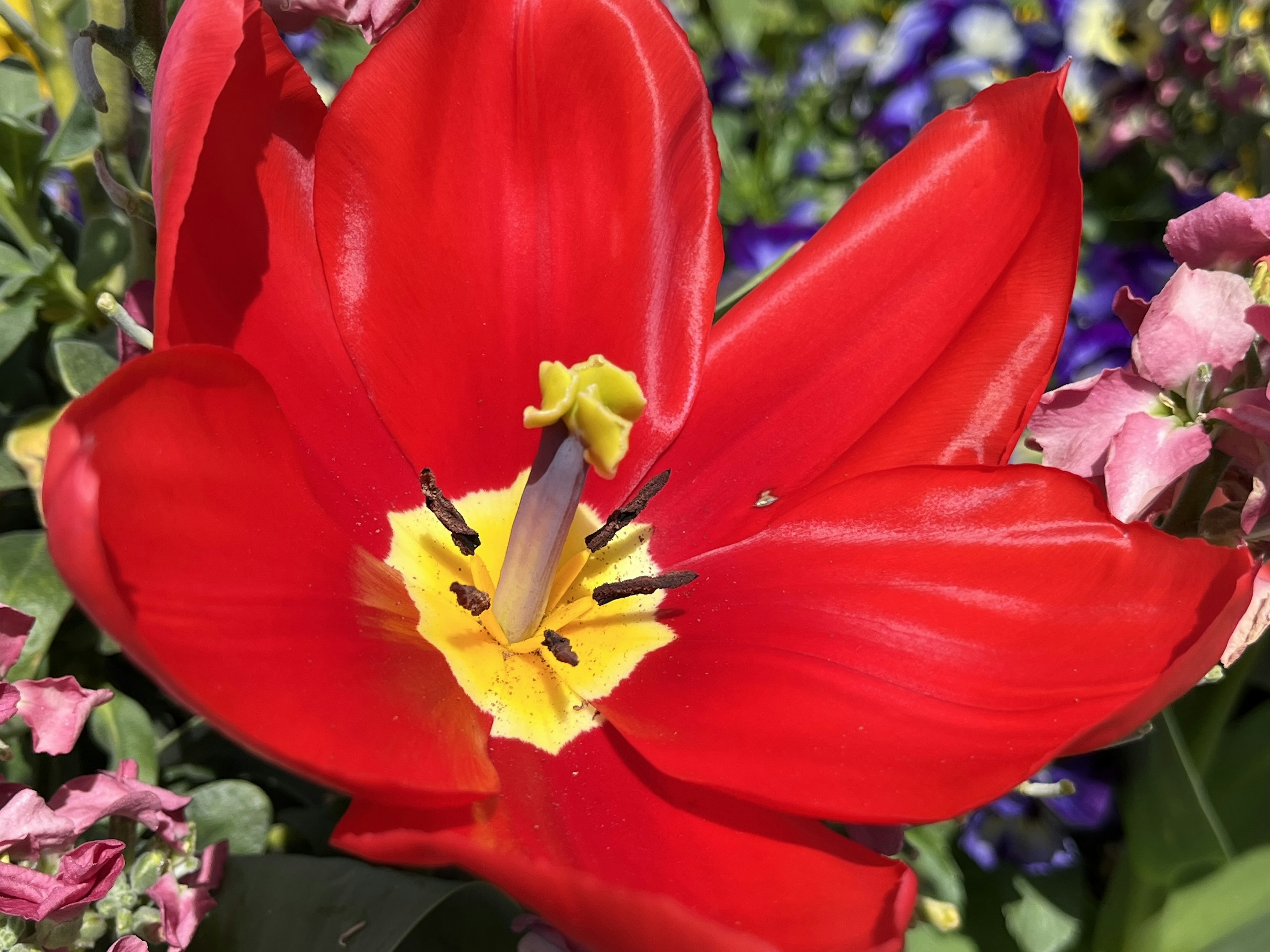 Lebendige rote Tulpenblüte mit gelbem Zentrum