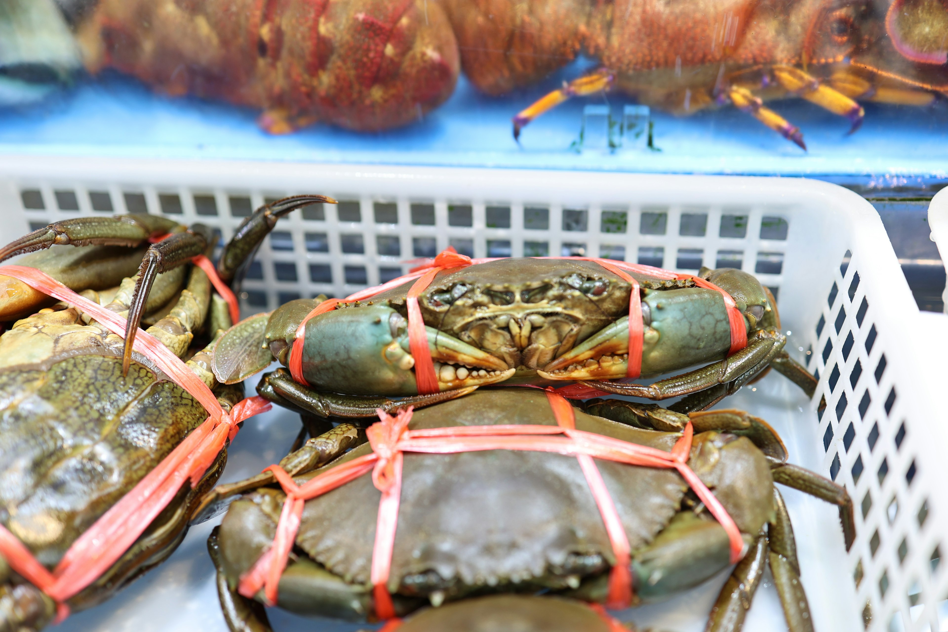 Kepiting terikat dengan pita merah di keranjang putih