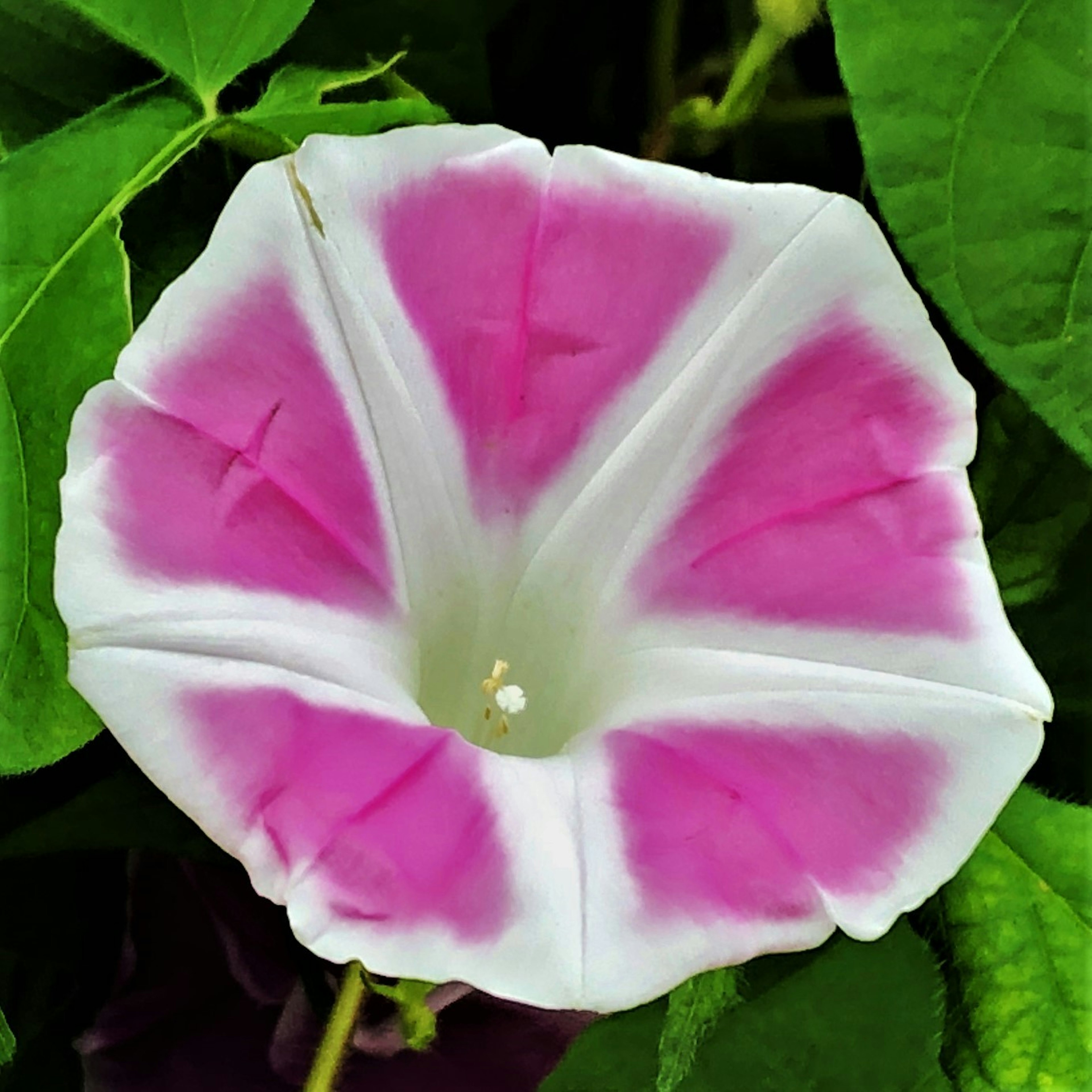 Vibrant pink and white morning glory flower surrounded by green leaves