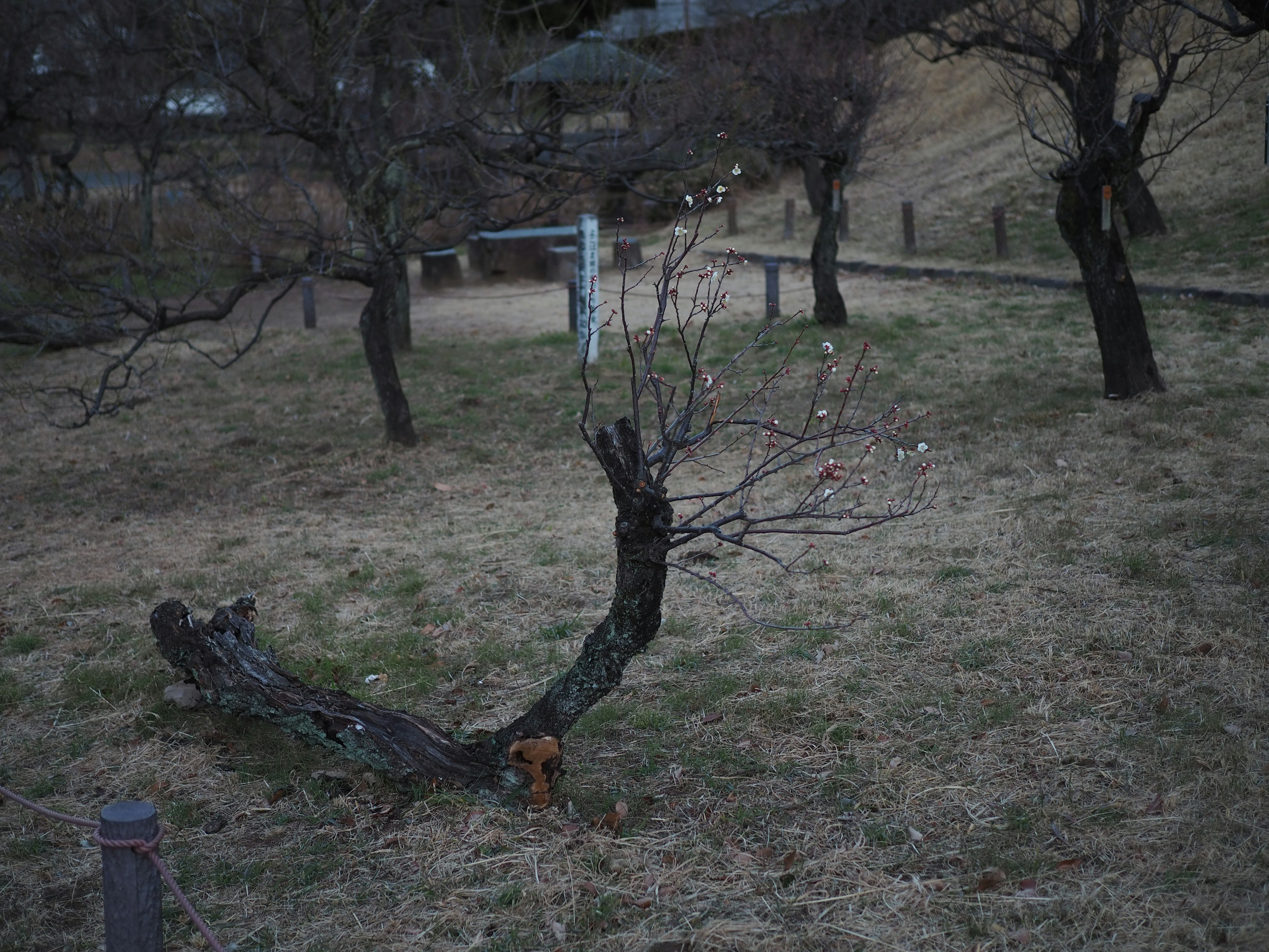 Curved tree trunk with surrounding grassy area