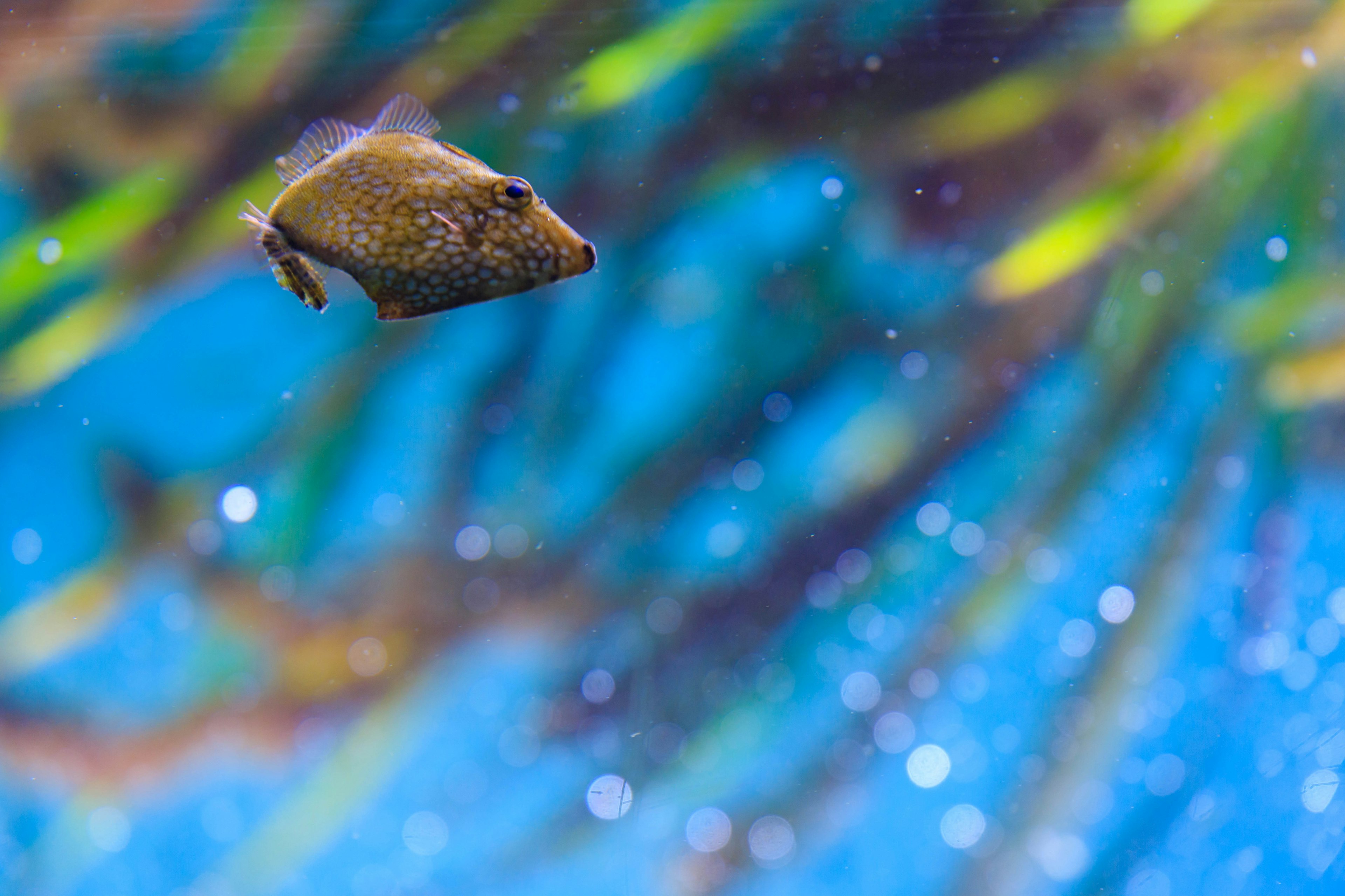 Close-up ikan kecil berenang di latar belakang bawah laut biru