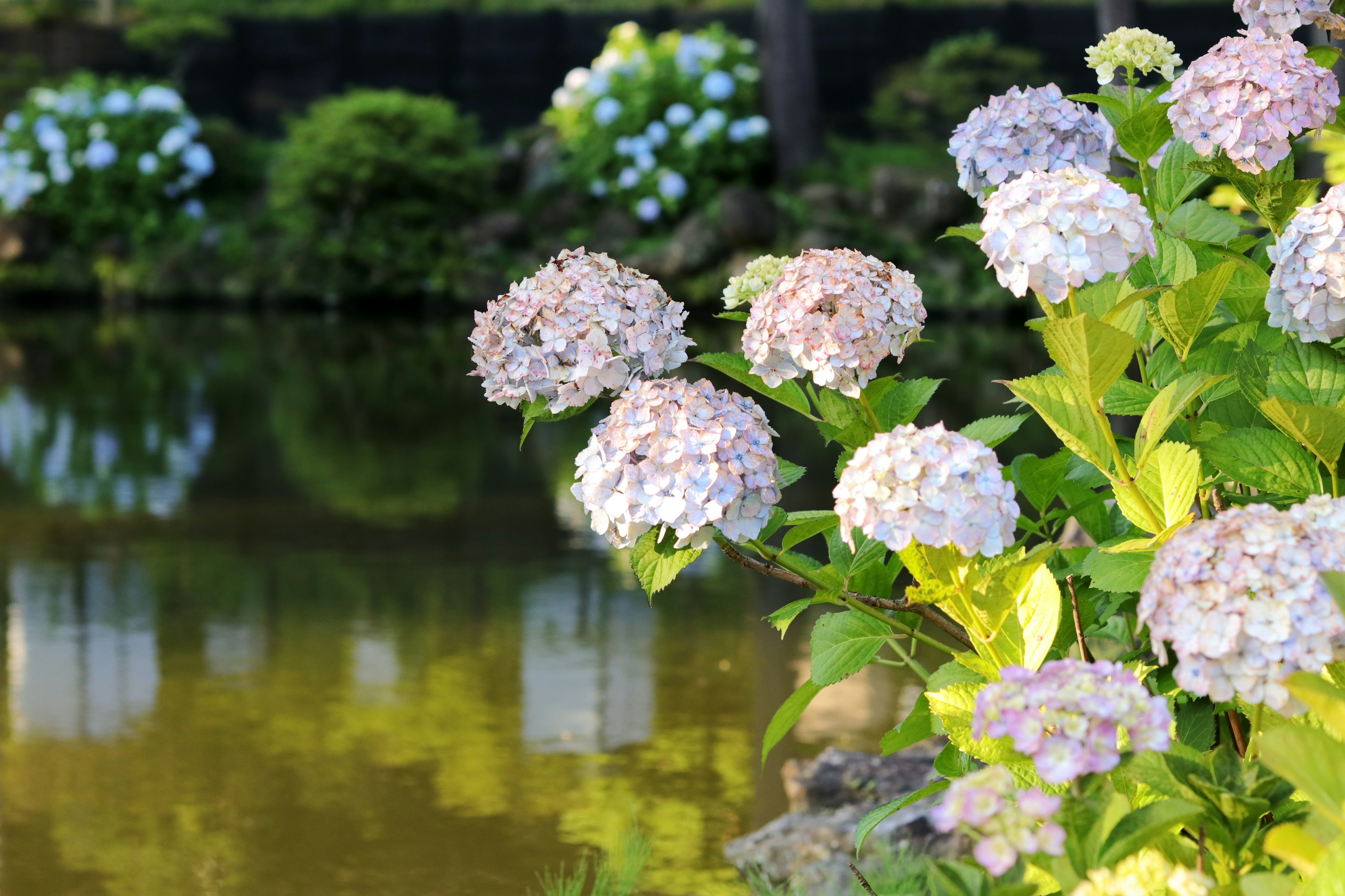 Hydrangea flowers blooming by a pond with calm water reflections