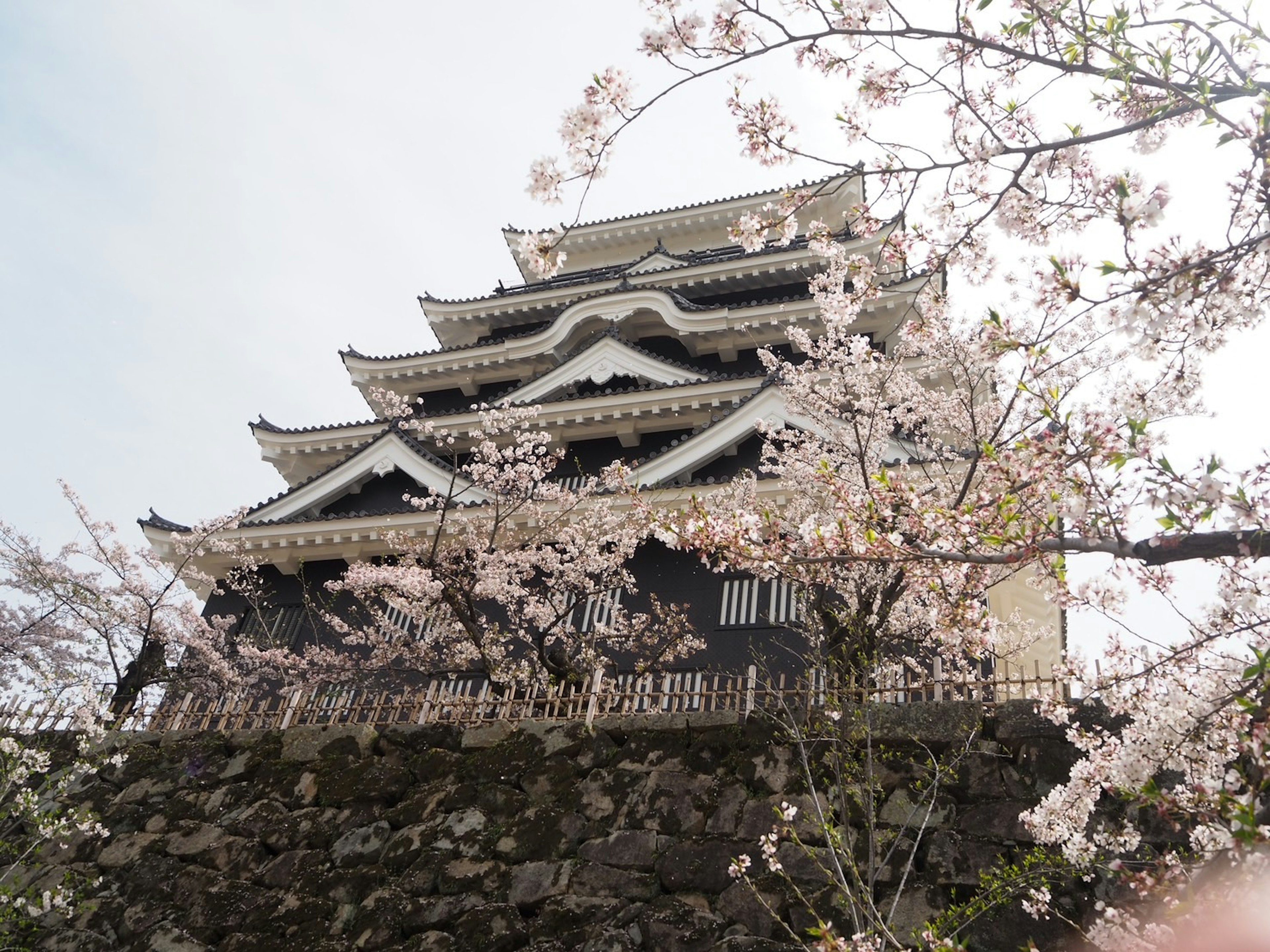 Pemandangan indah sebuah kastil Jepang dikelilingi bunga sakura