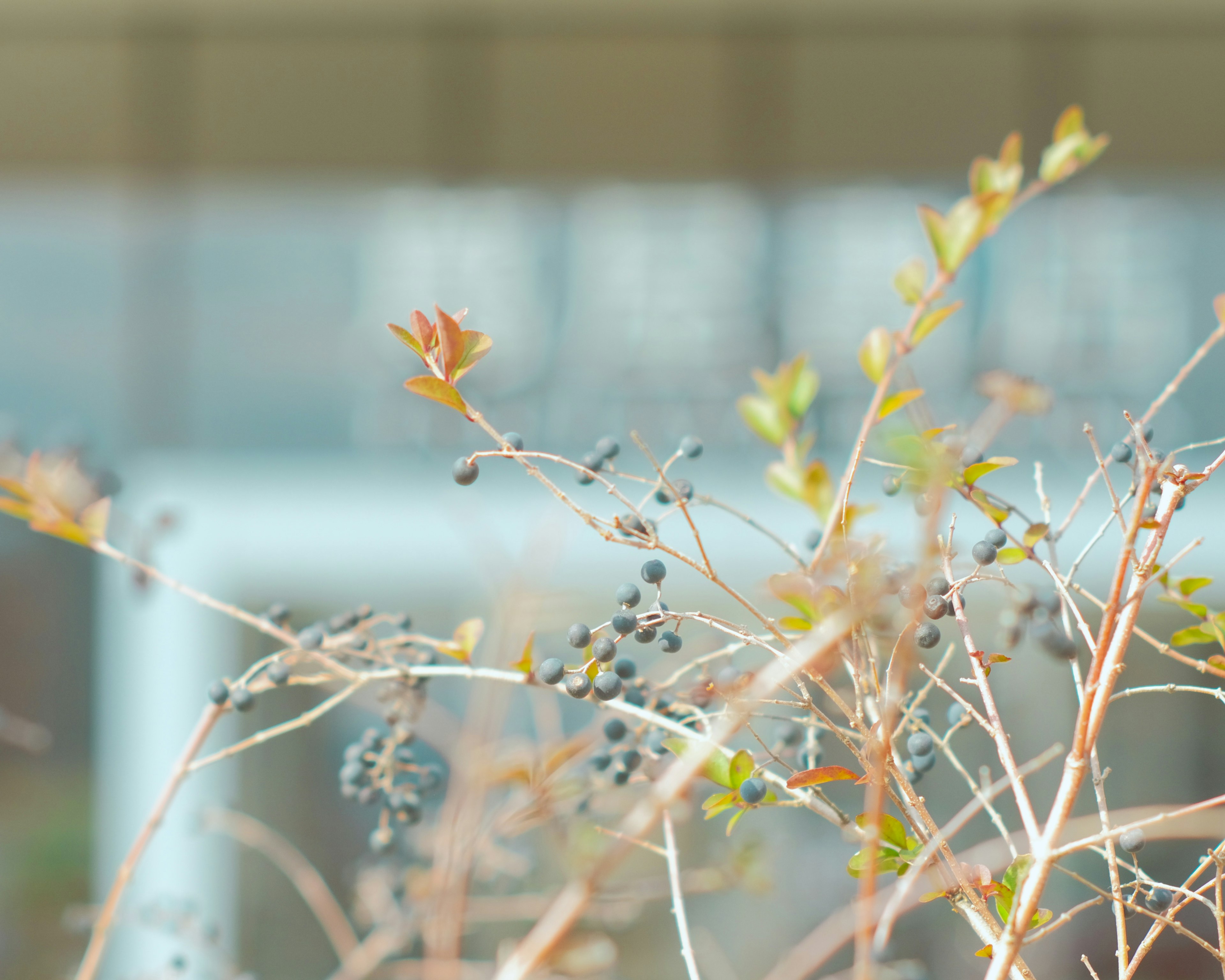 背景にぼんやりとした建物がある枯れた植物のクローズアップ