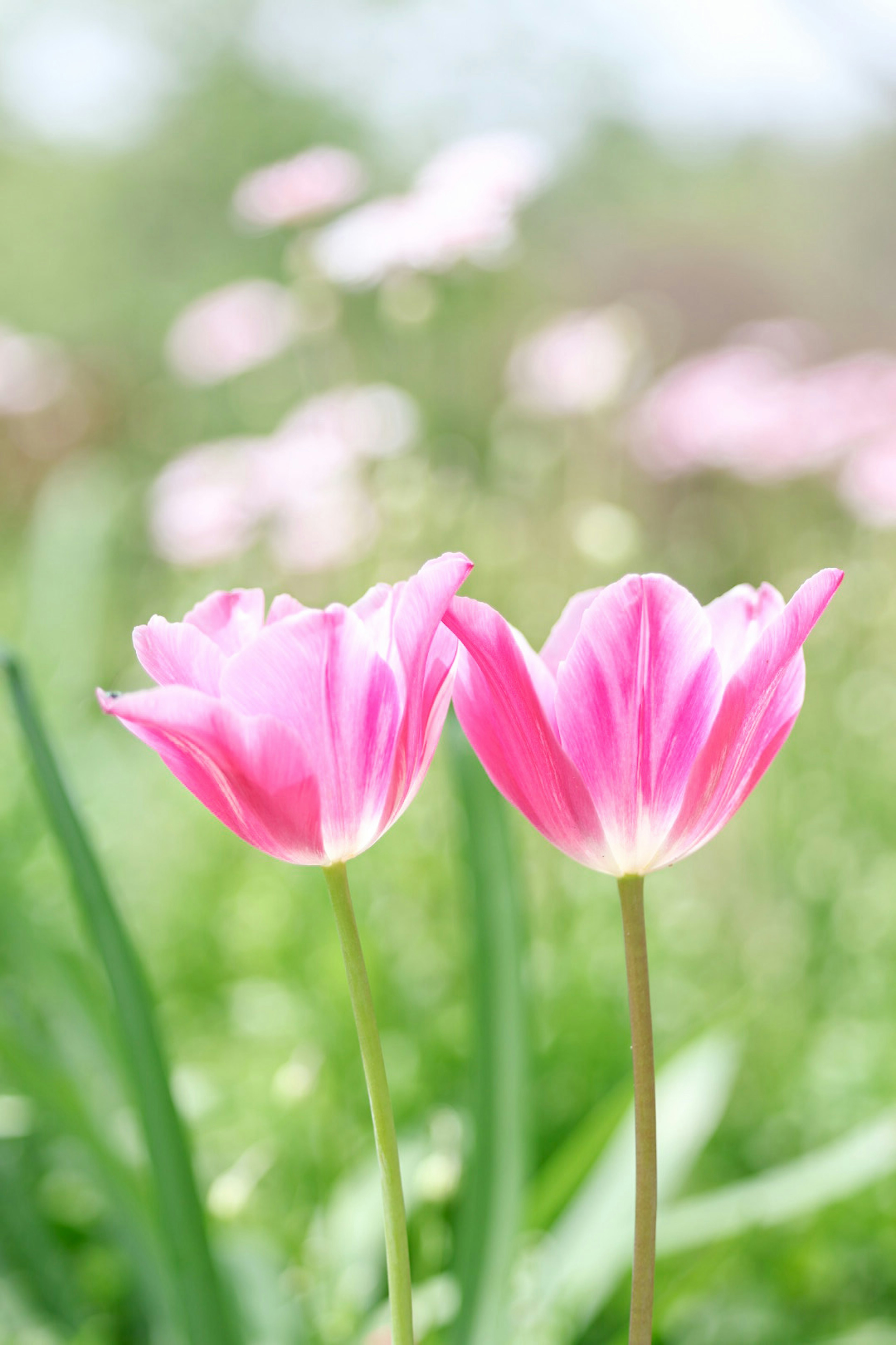 二つのピンクのチューリップの花が緑の葉に囲まれた風景