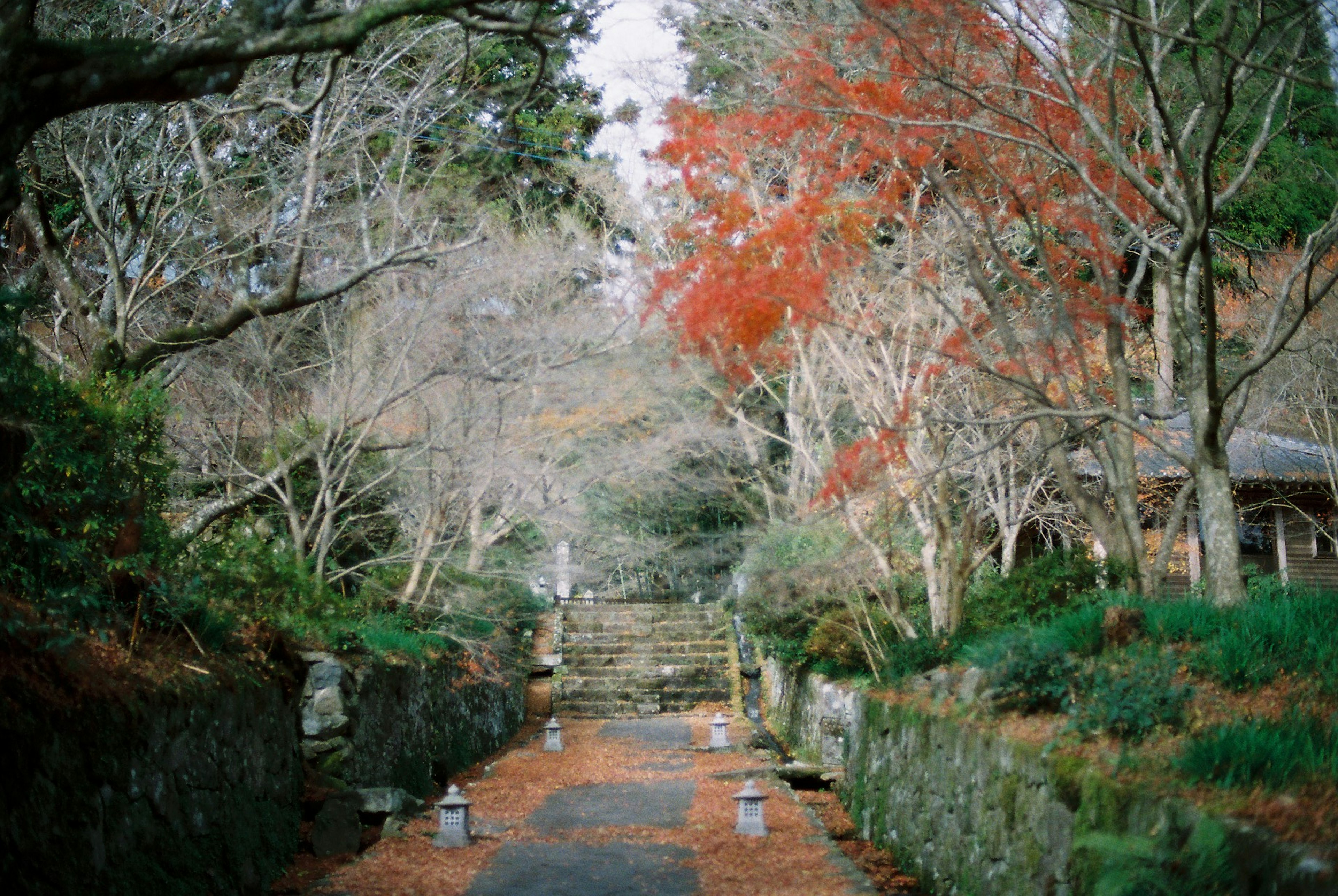 Serene autumn pathway with striking red leaves misty trees and stone lanterns