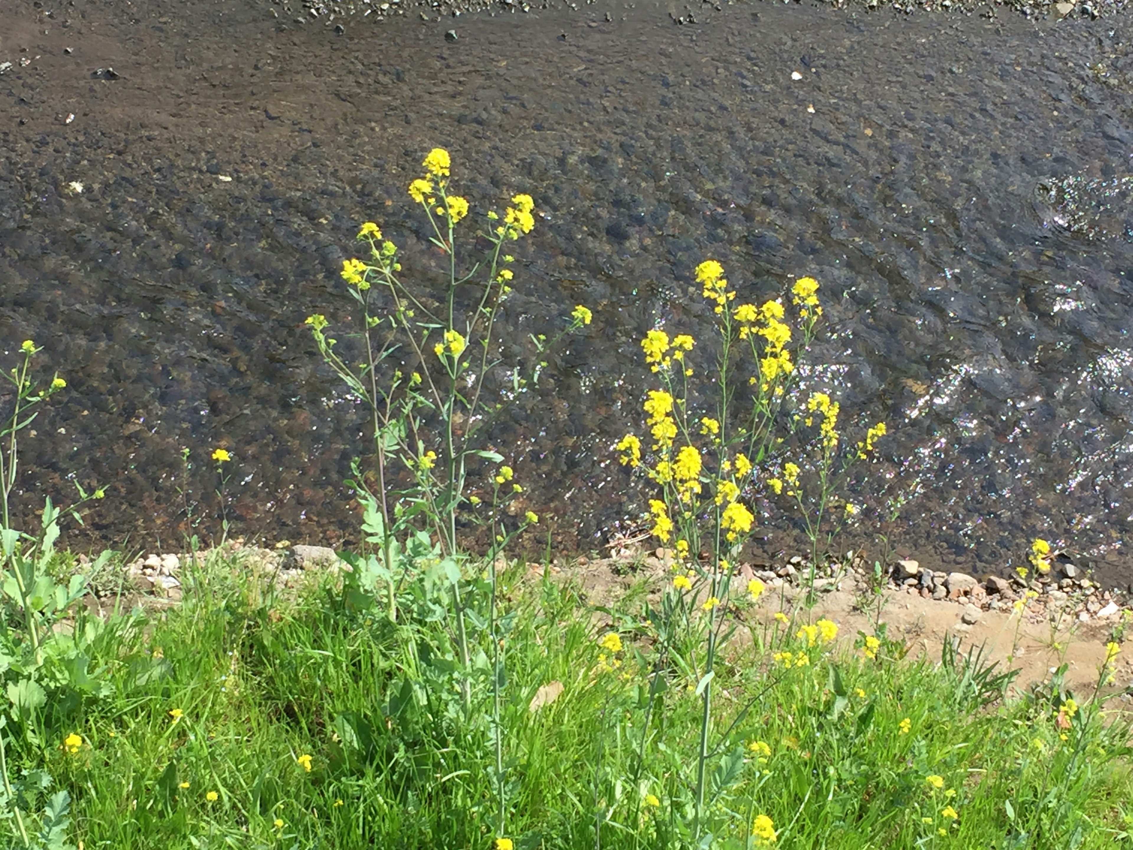 Flores amarillas y hierba verde cerca de un río