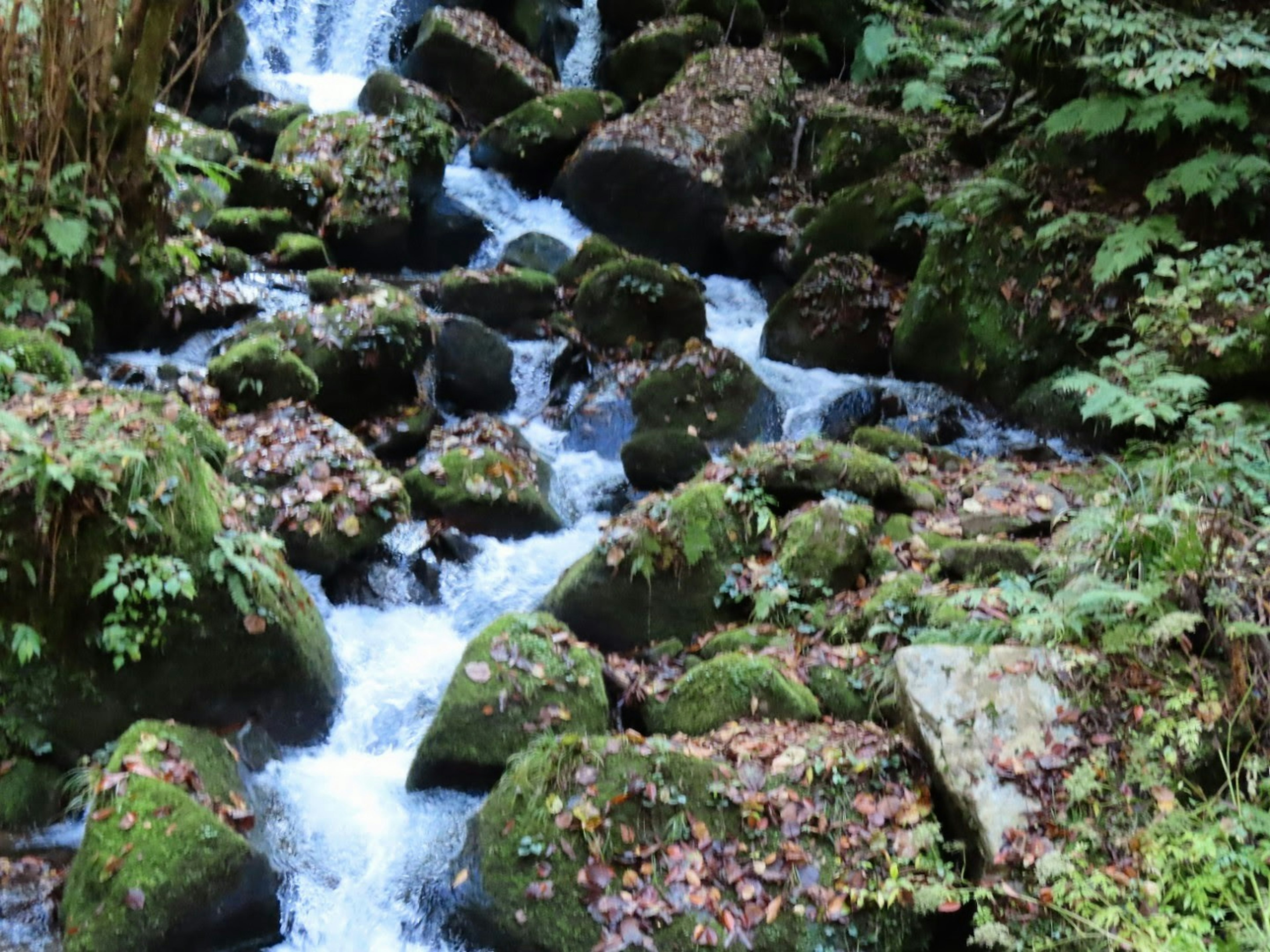 Vista panoramica di un torrente che scorre su rocce coperte di muschio