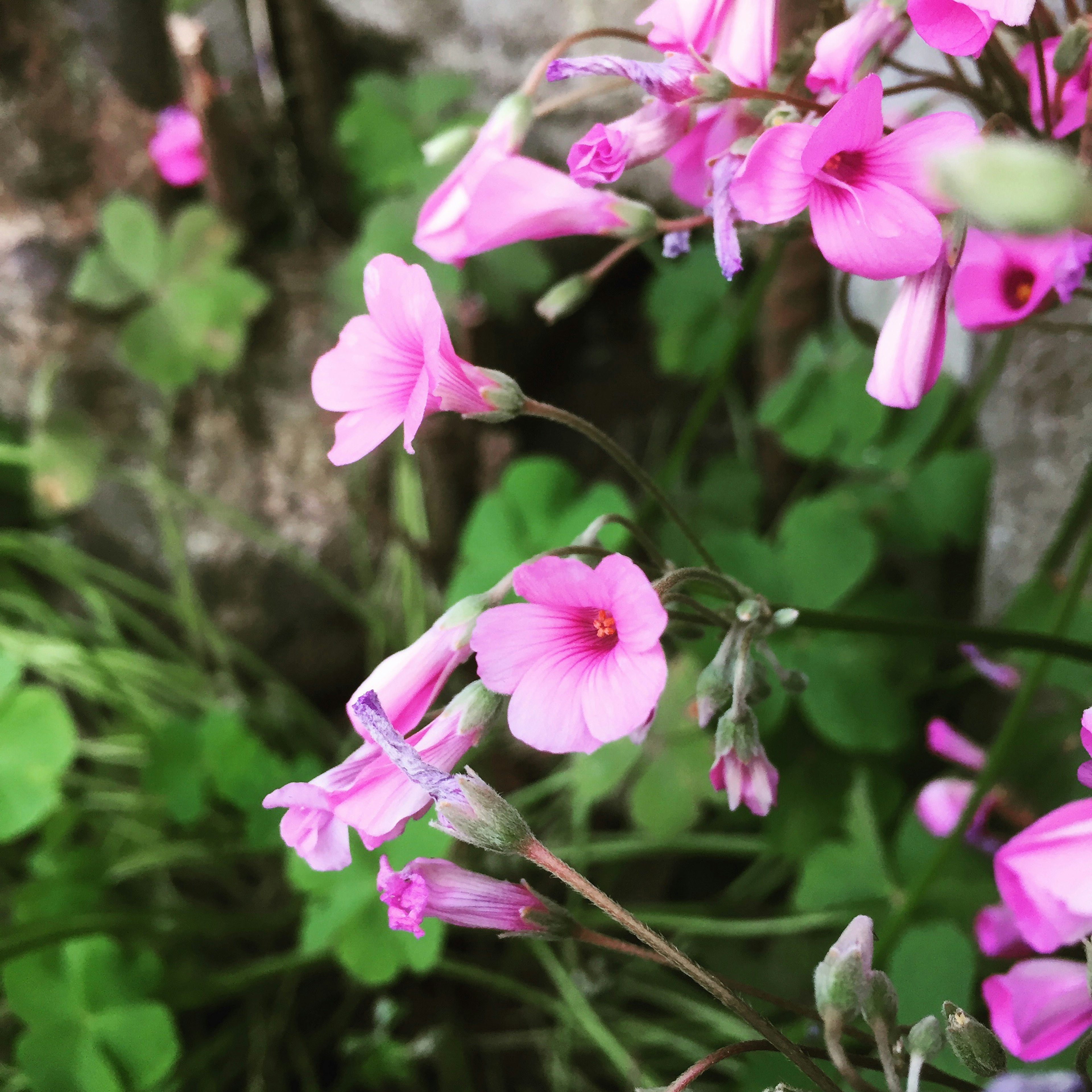 Close-up of vibrant pink flowers and lush green leaves