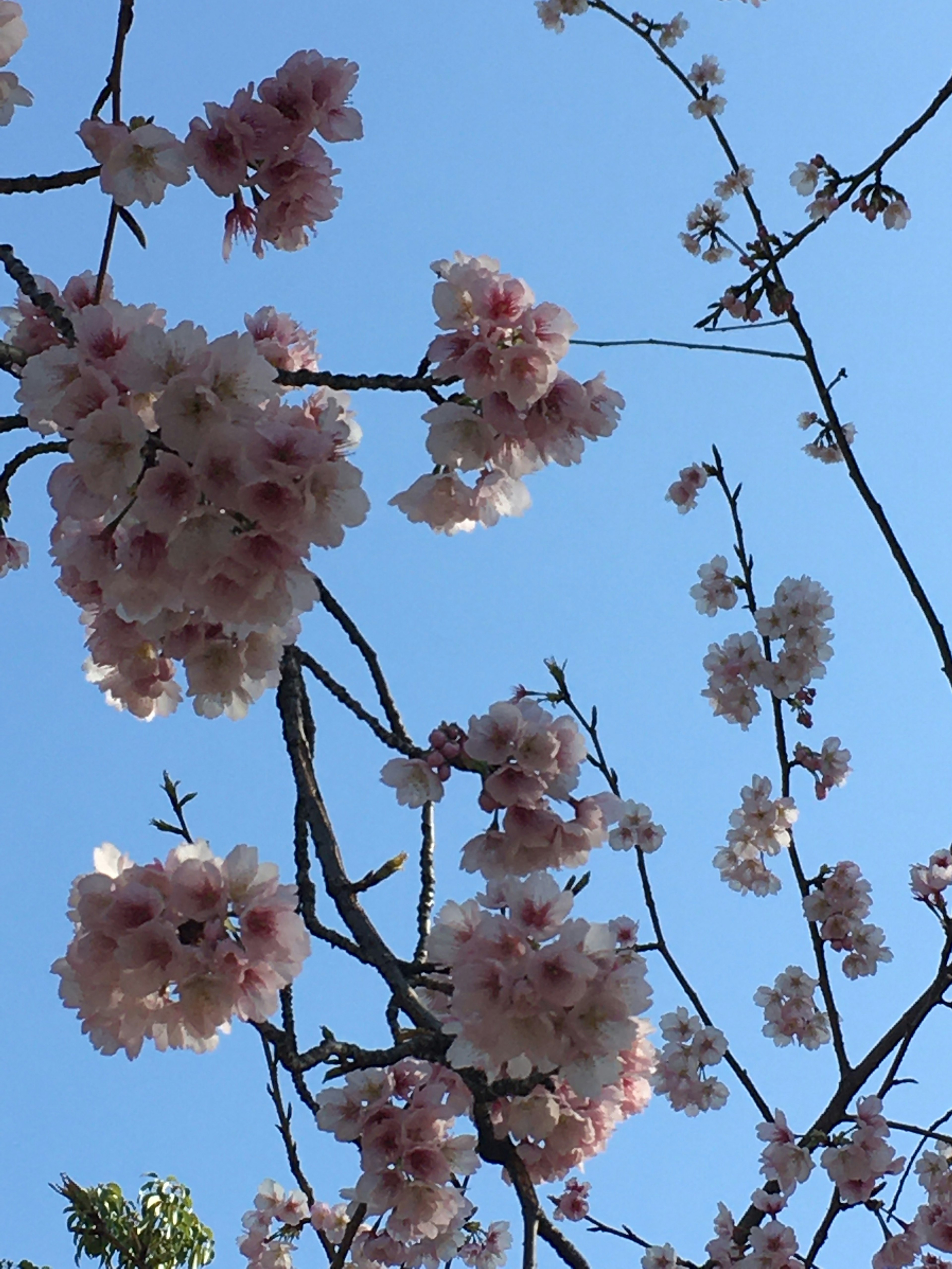 Kirschblüten blühen an Zweigen vor einem blauen Himmel