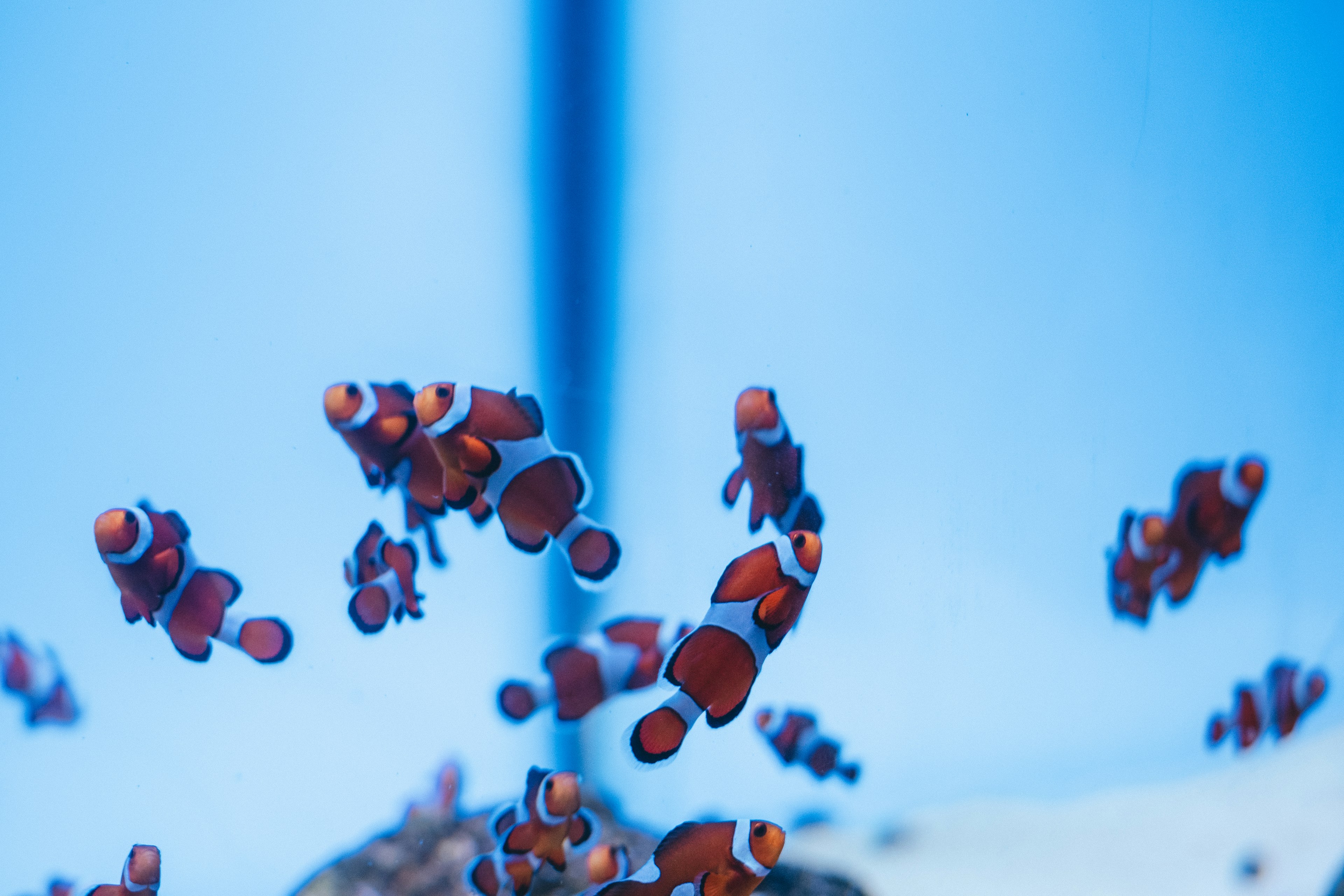 Un banco de peces payaso naranjas nadando en agua azul