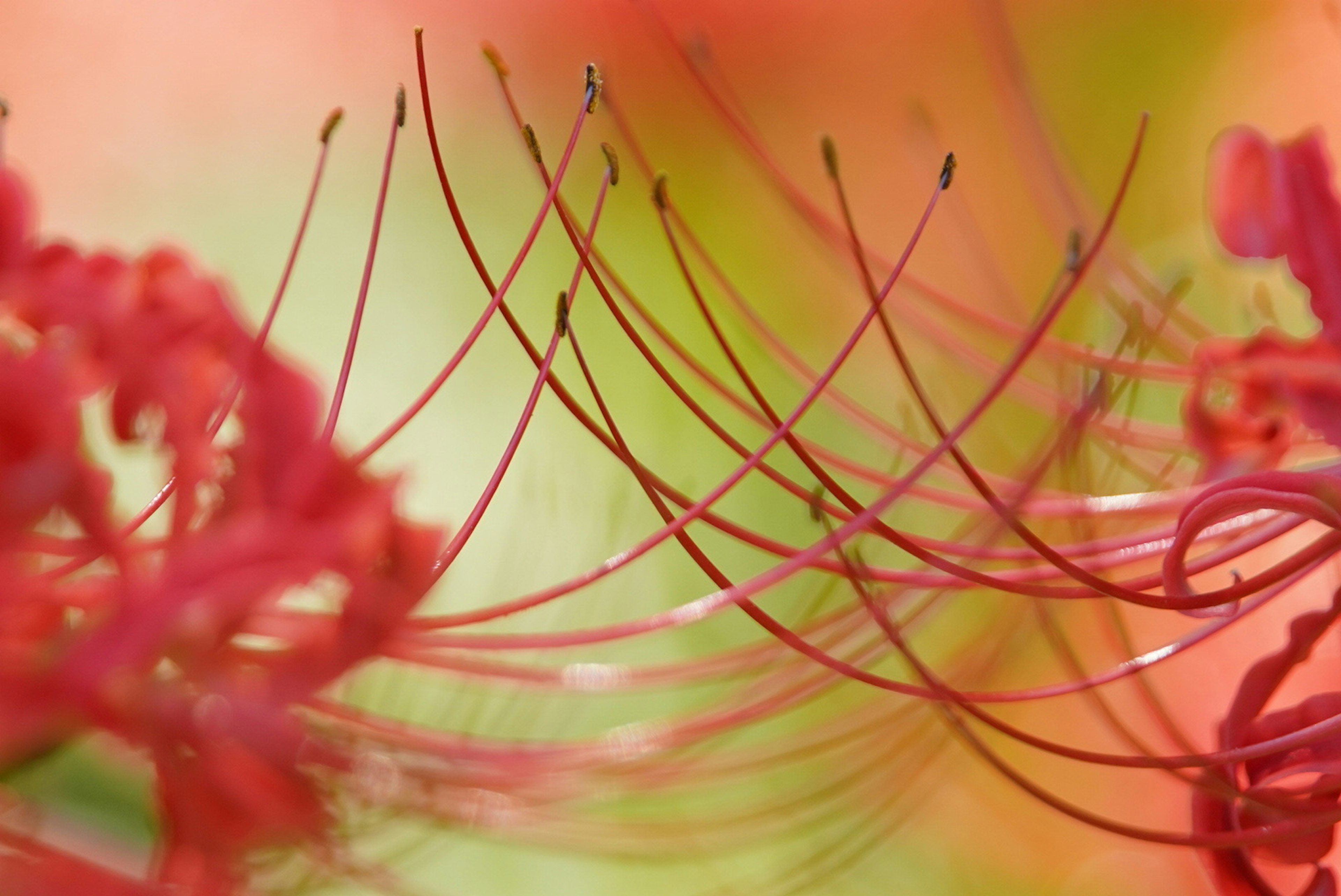 Image en gros plan de filaments de fleurs rouges vives