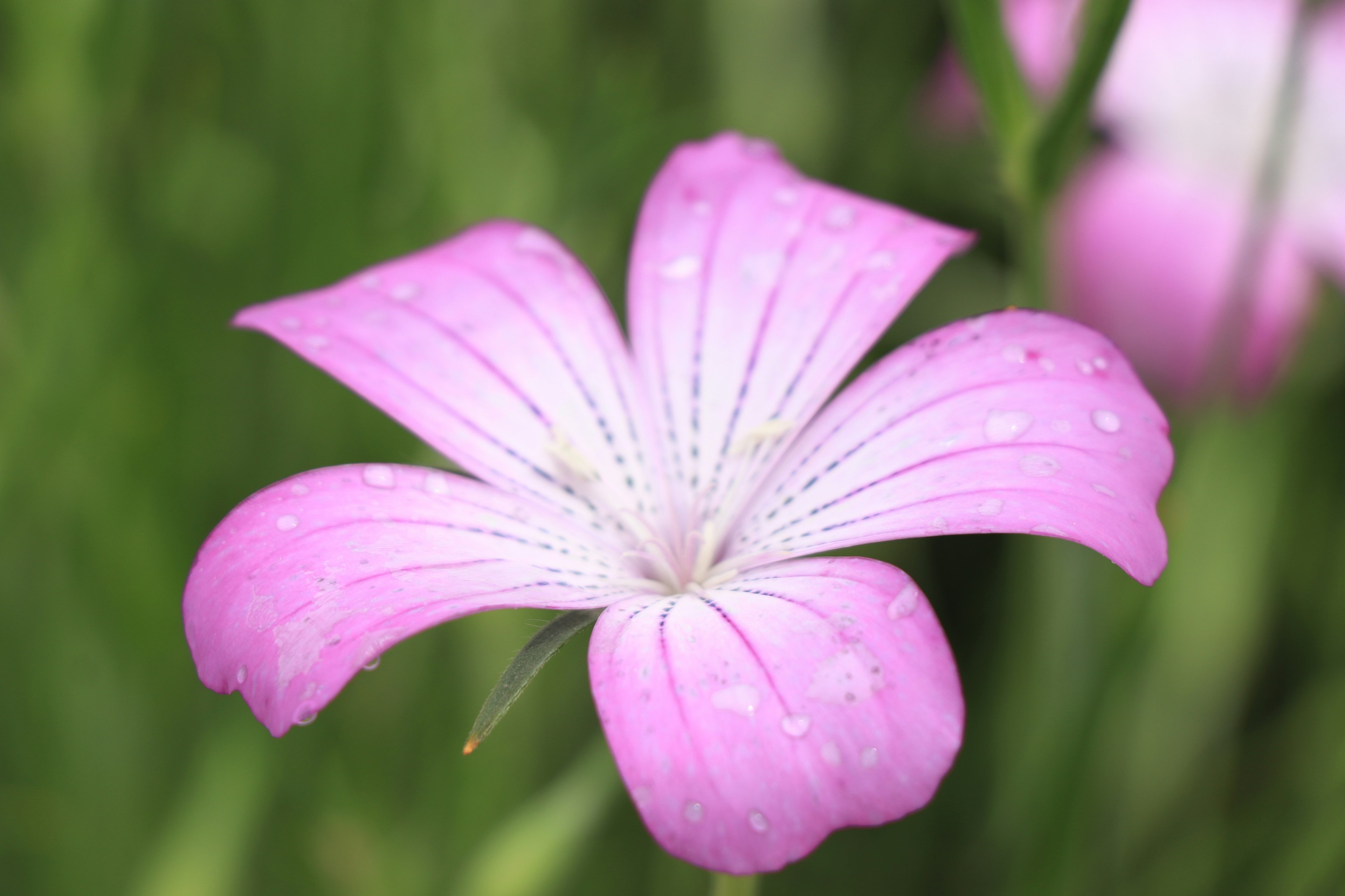 Bella fiore rosa su sfondo verde