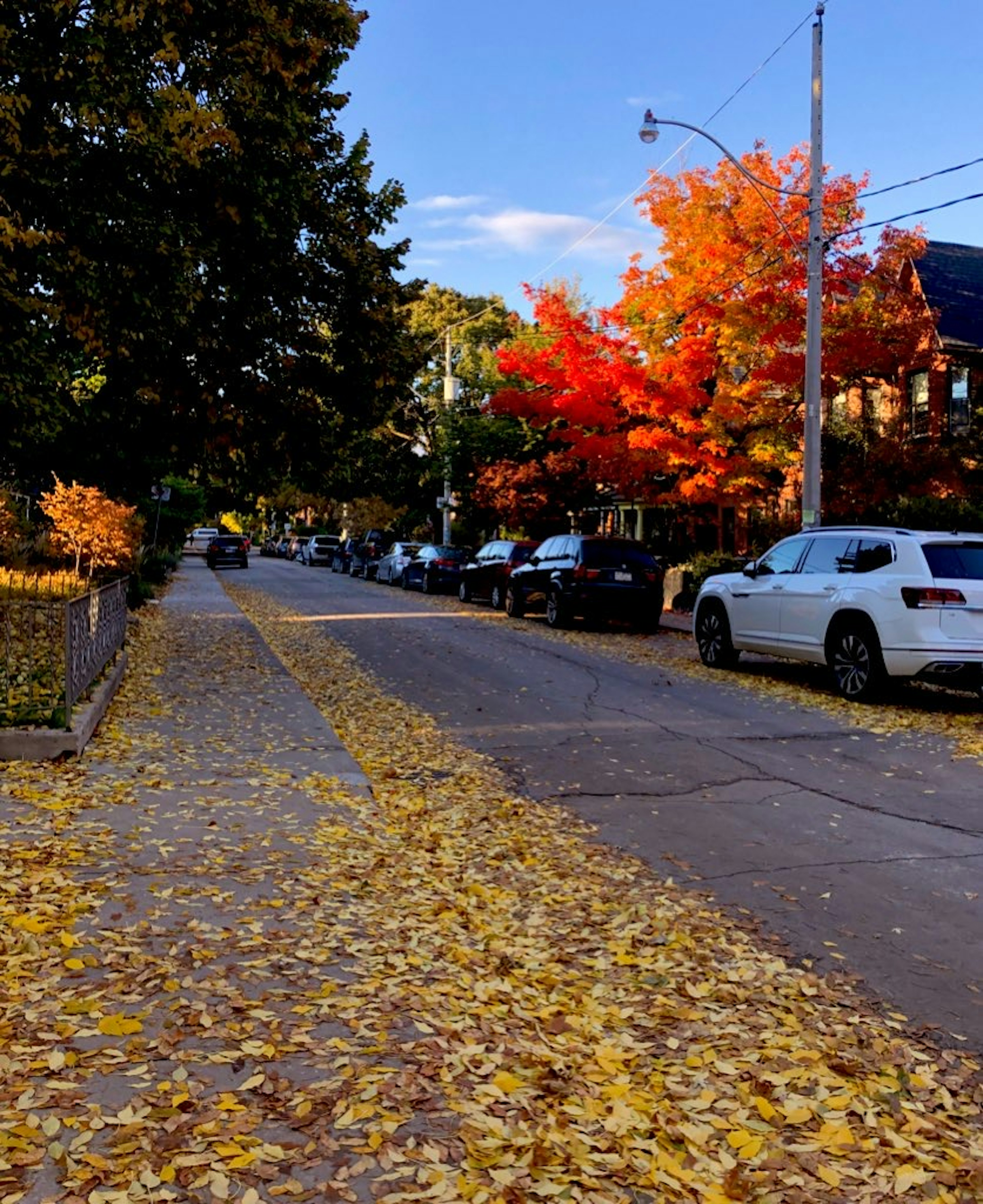 Bella scena di strada autunnale con foglie gialle e arancioni che coprono il terreno e auto parcheggiate