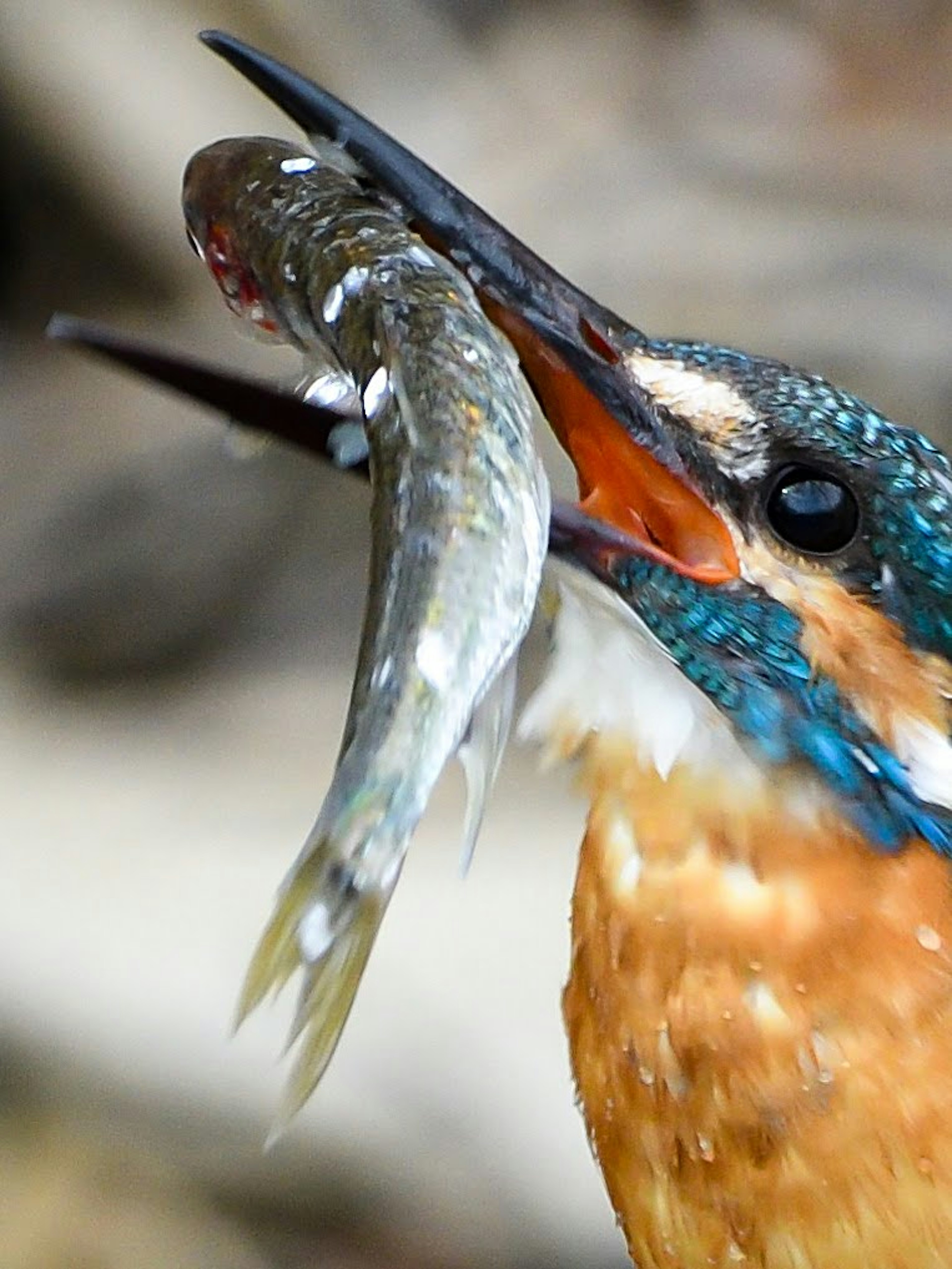 Close-up burung raja udang memegang ikan