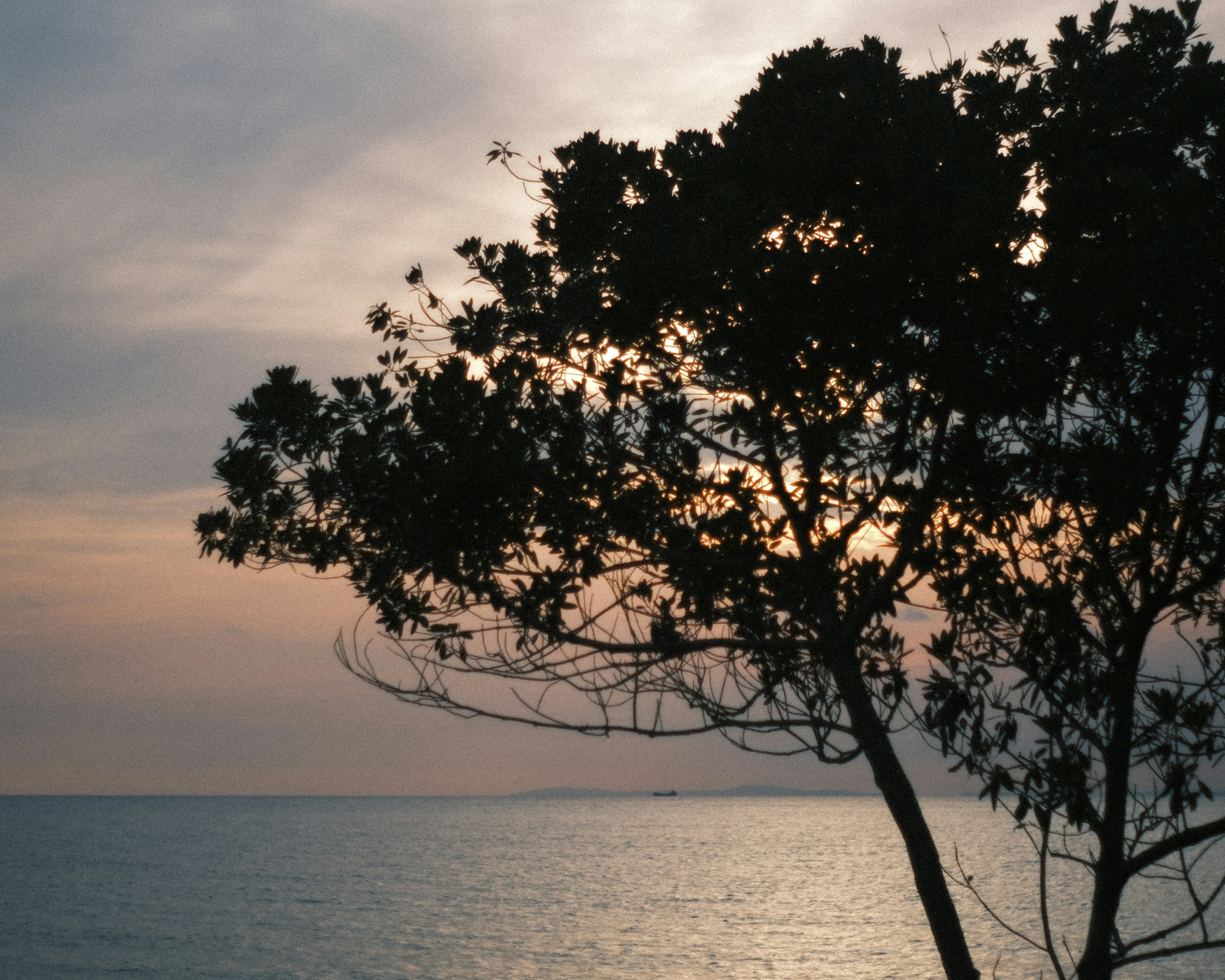 Silhouette eines Baumes gegen das Meer und den Sonnenuntergang