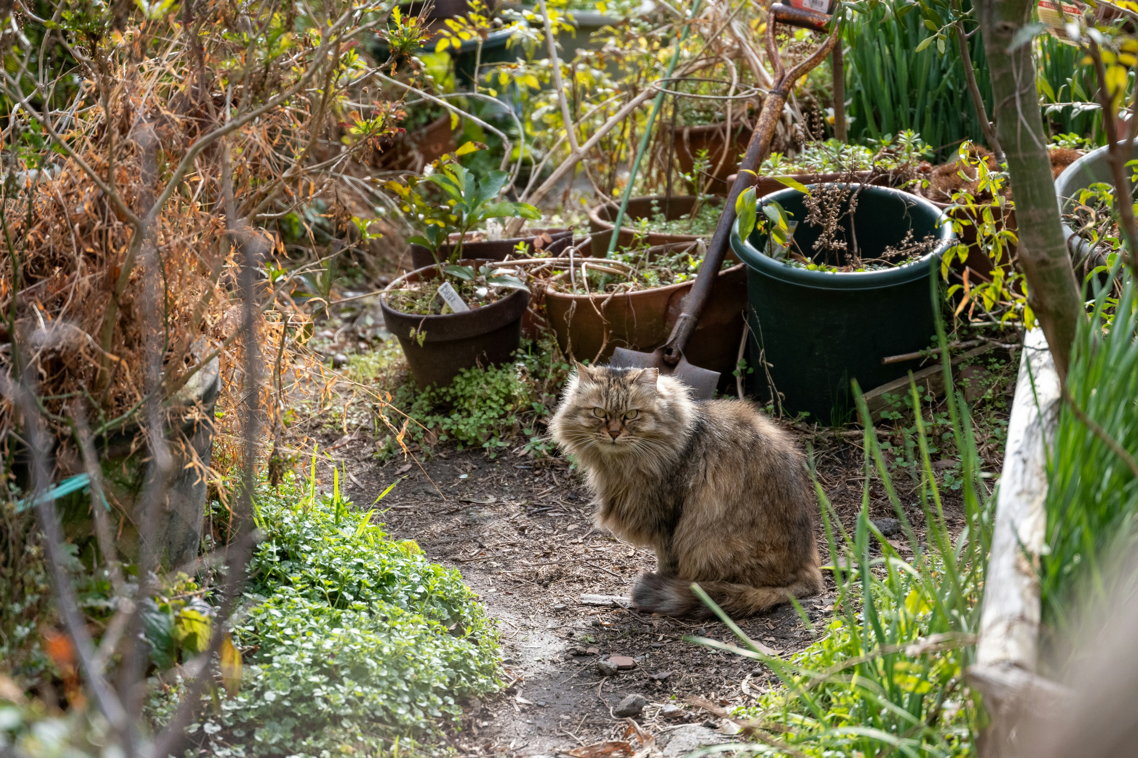 Un gatto seduto in un giardino circondato da vasi di piante e vegetazione