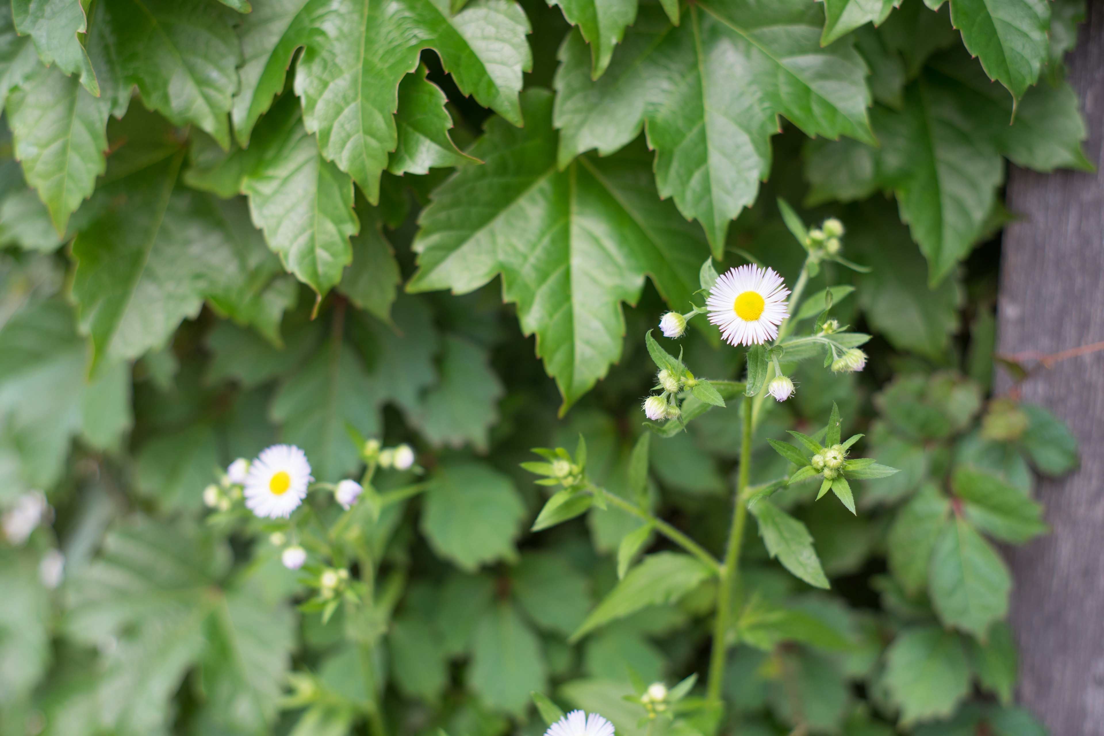 Bild mit weißen Blumen, die vor einem Hintergrund aus grünen Blättern blühen