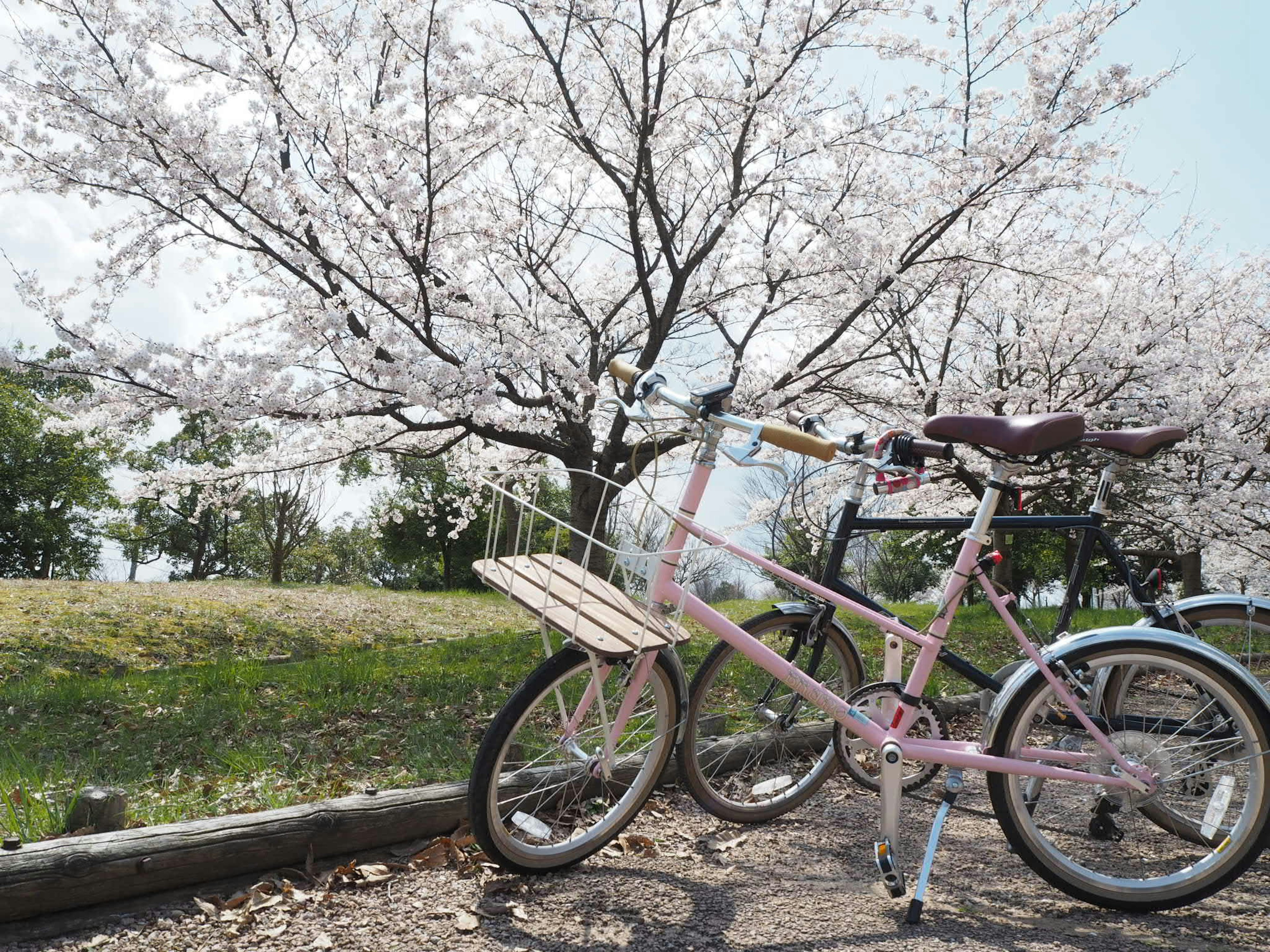 A pink bicycle parked under a cherry blossom tree with green scenery