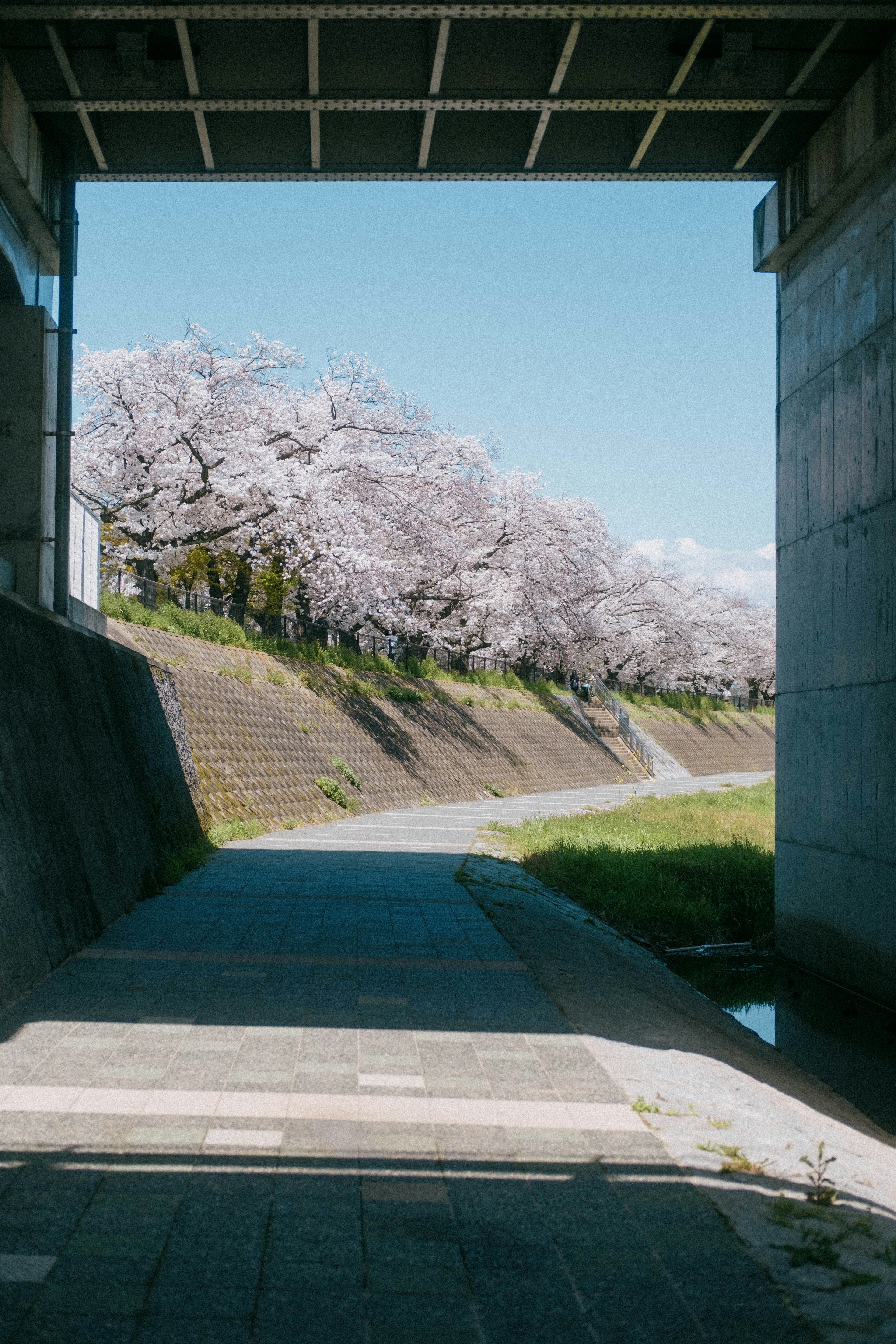 桜の木が並ぶ川沿いの景色が見えるトンネルからの眺め