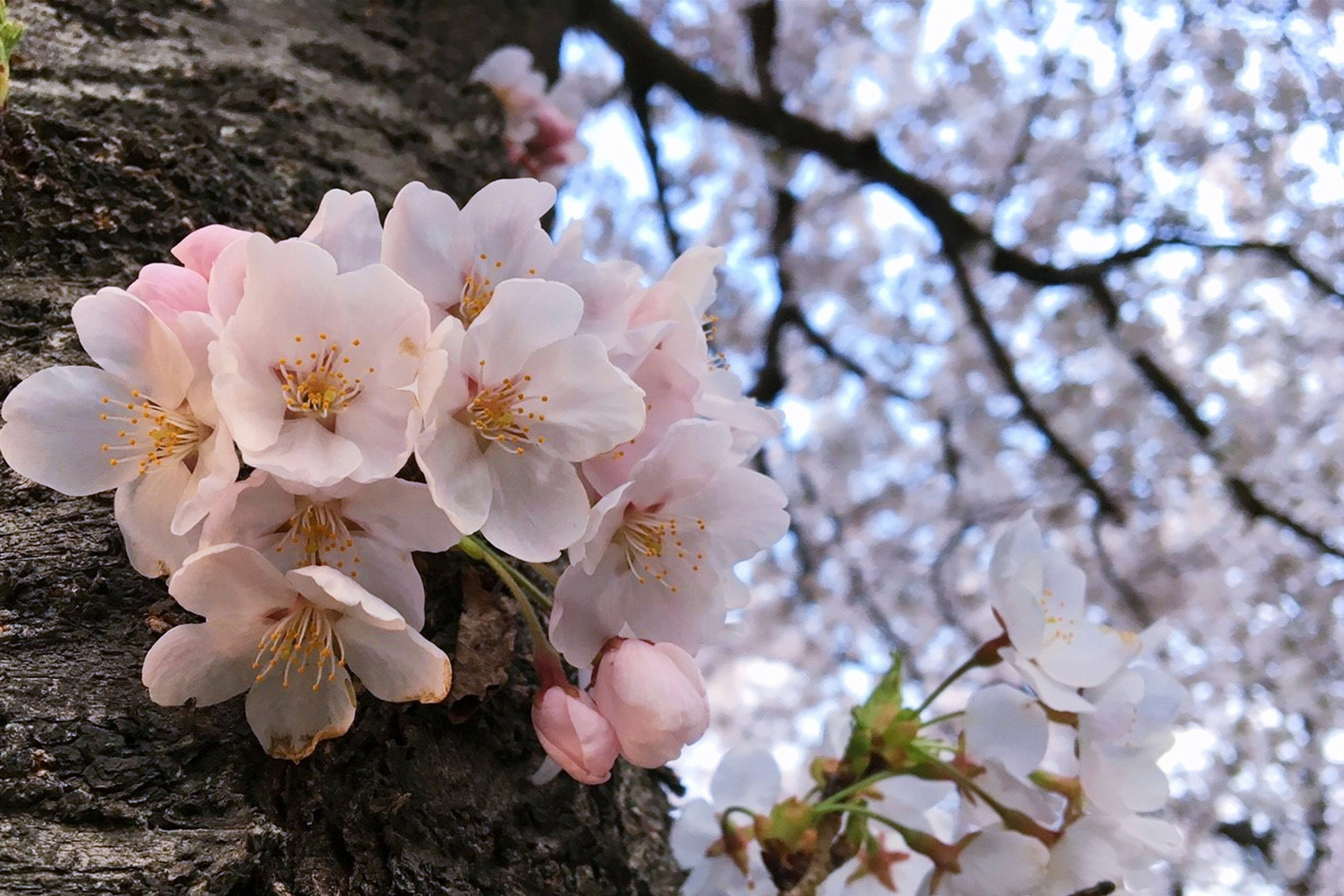 Close-up of cherry blossoms on a tree trunk