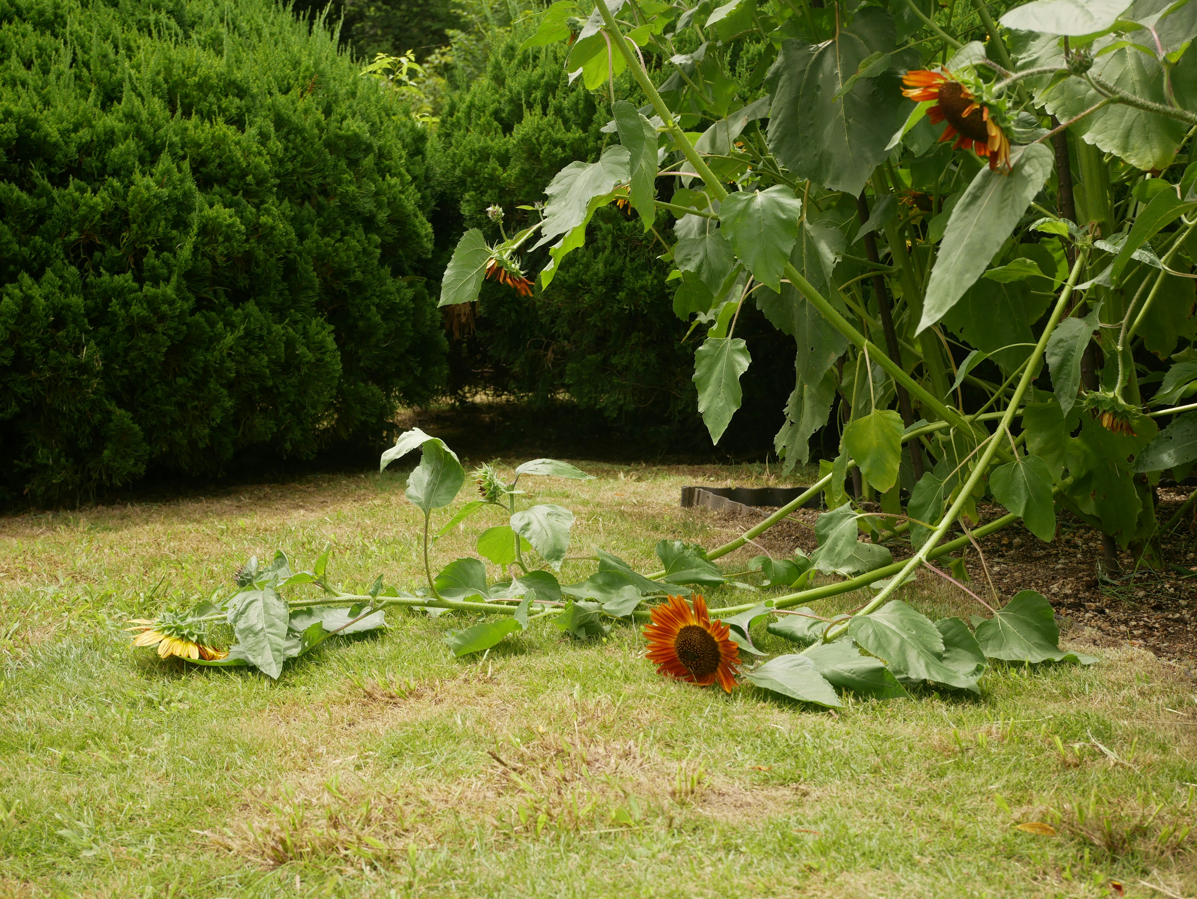 Un gambo di girasole caduto e foglie in un giardino