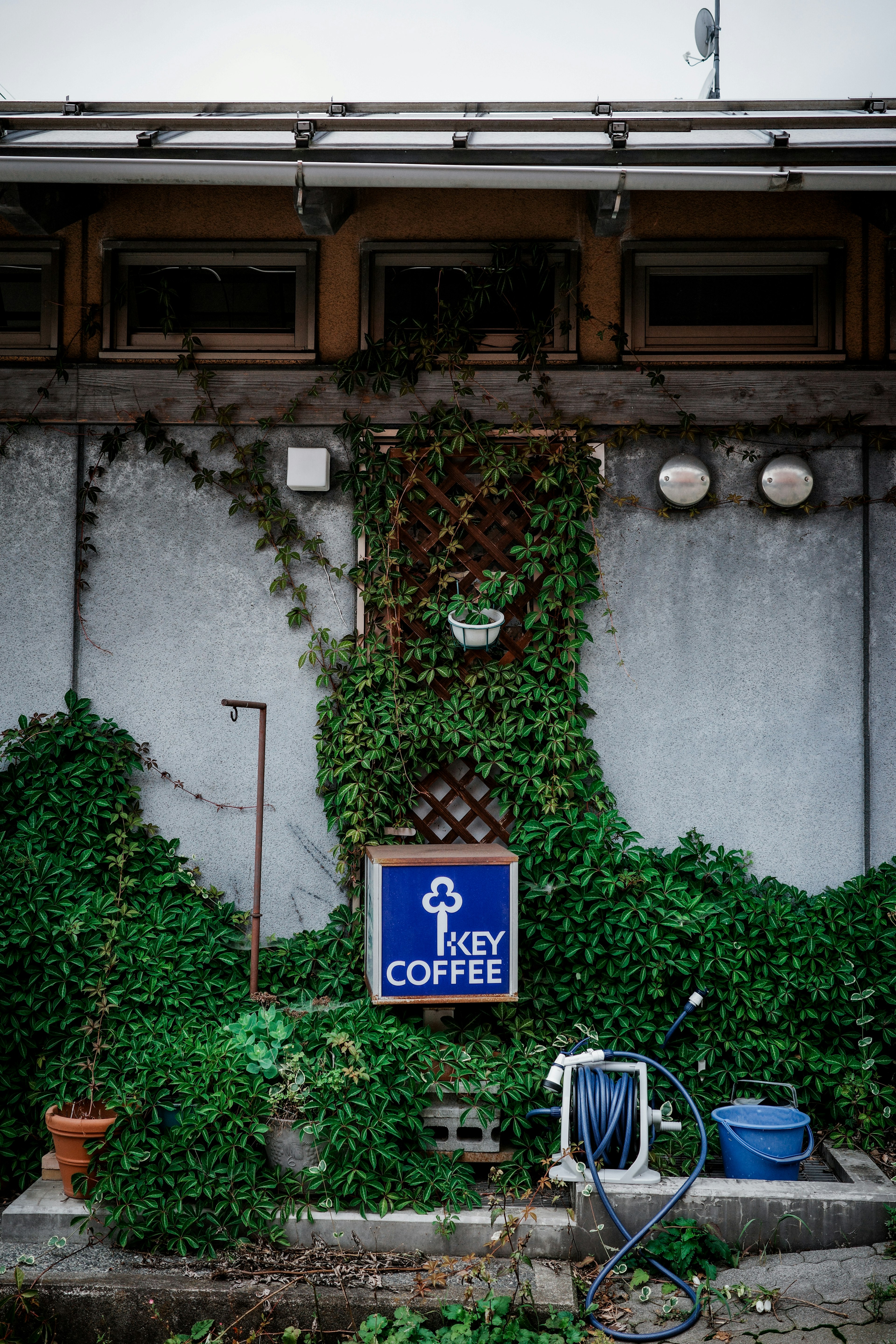 Coffee shop sign surrounded by green vines on a textured wall