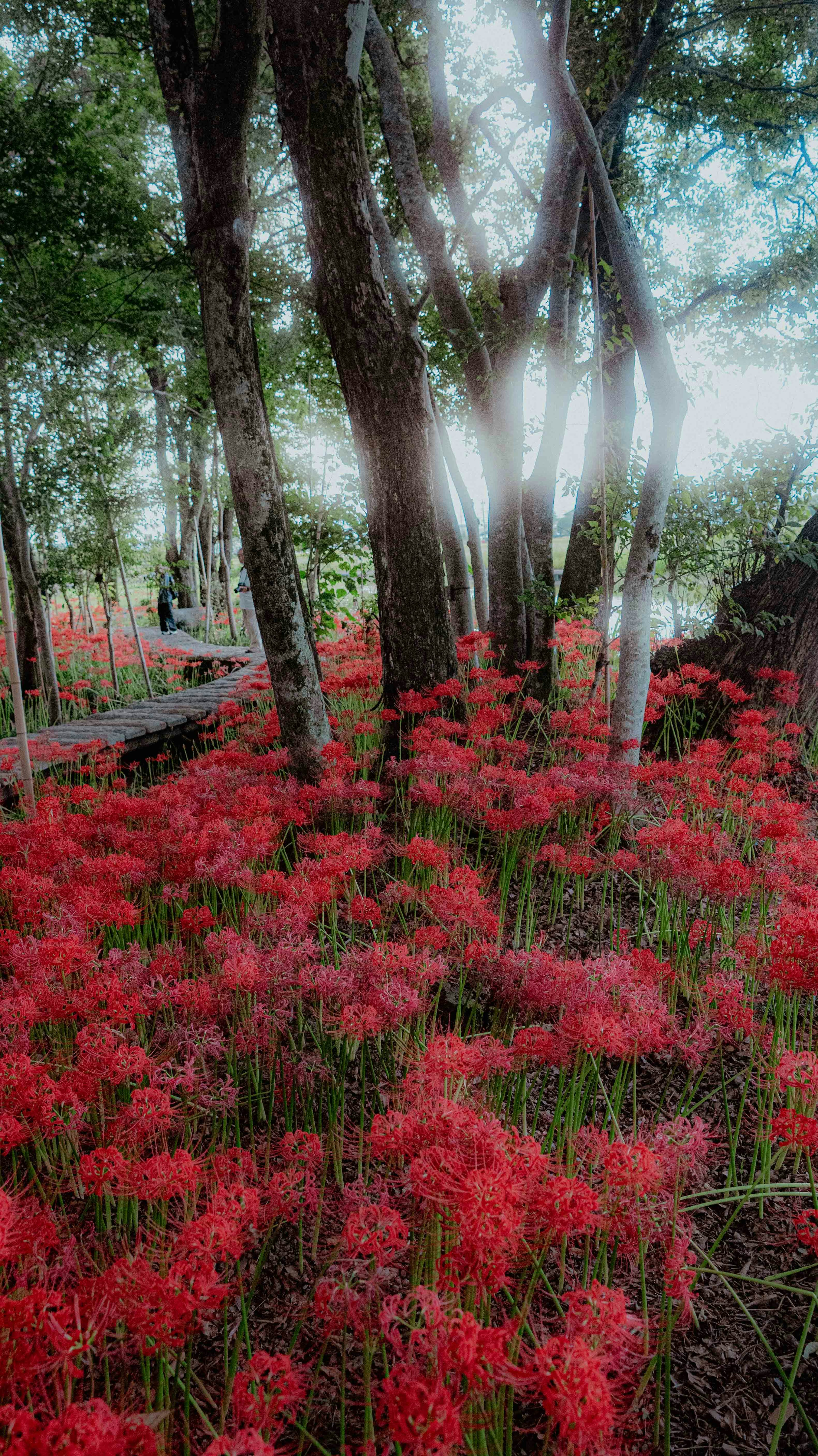 Landschaft mit Bäumen umgeben von lebhaften roten Blumen