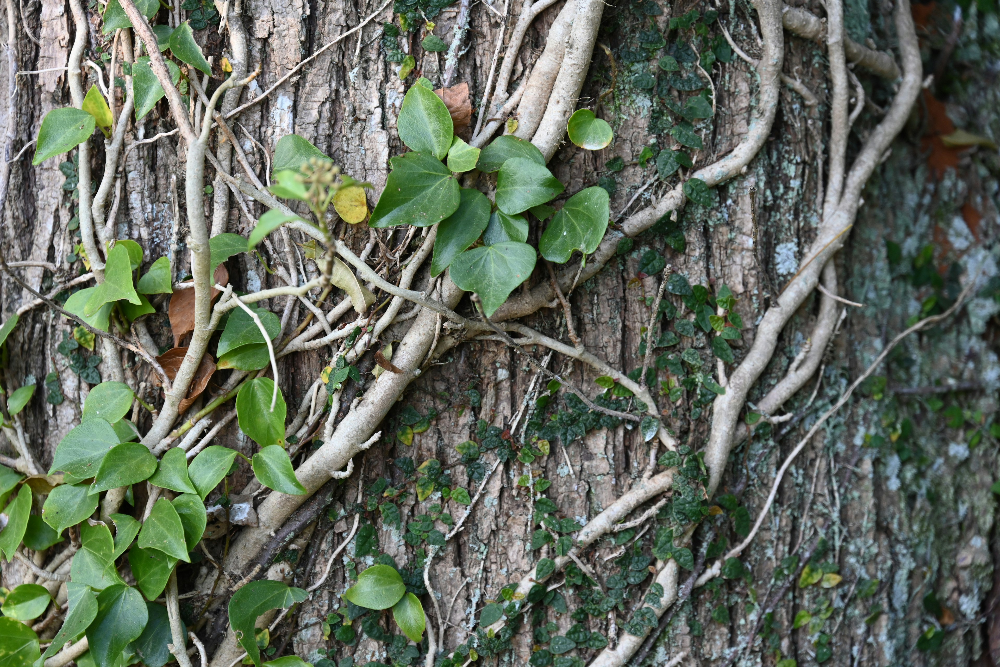 Close-up of green leaves and vines climbing a tree trunk