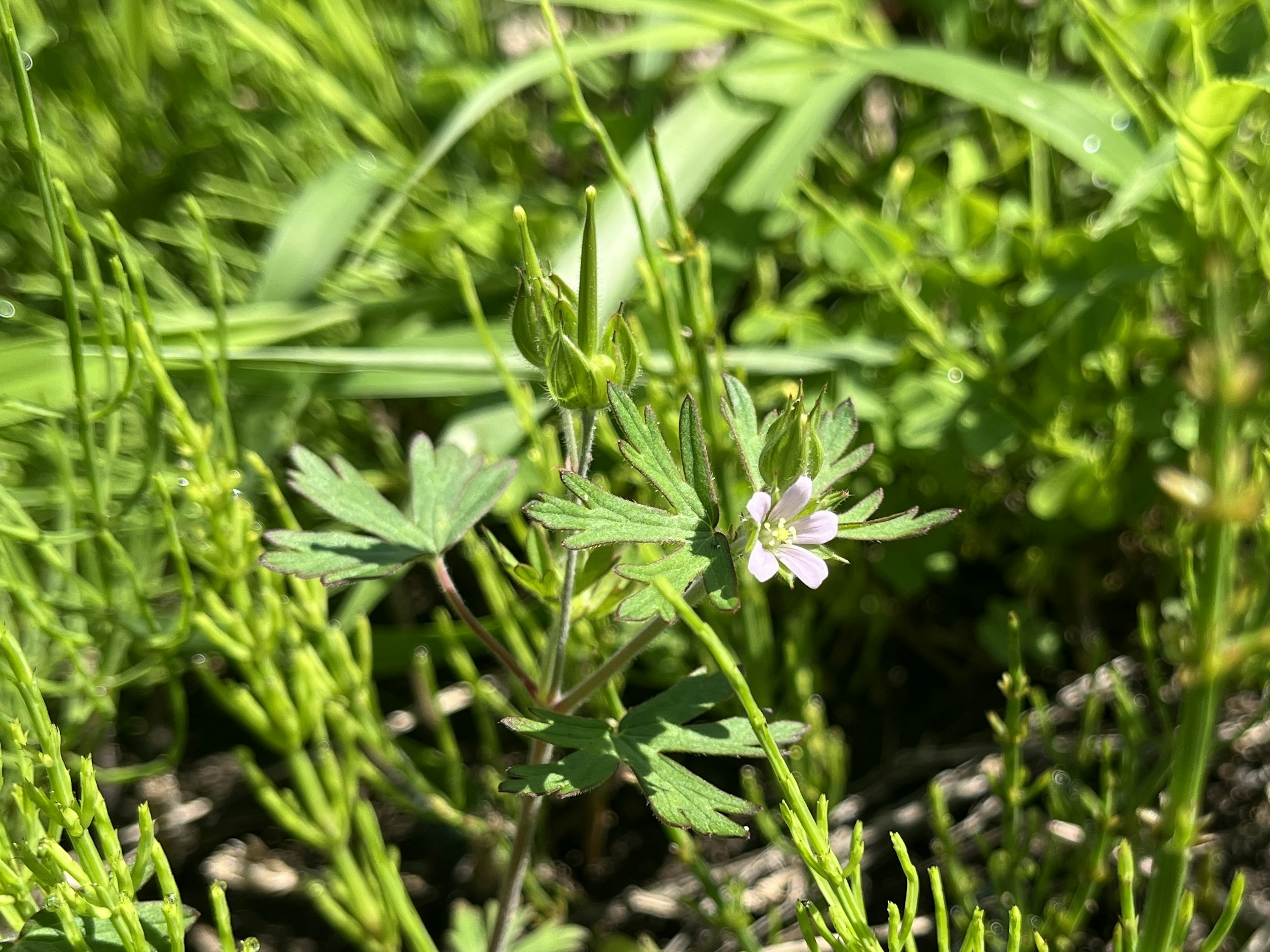 Un piccolo fiore bianco che sboccia tra l'erba verde