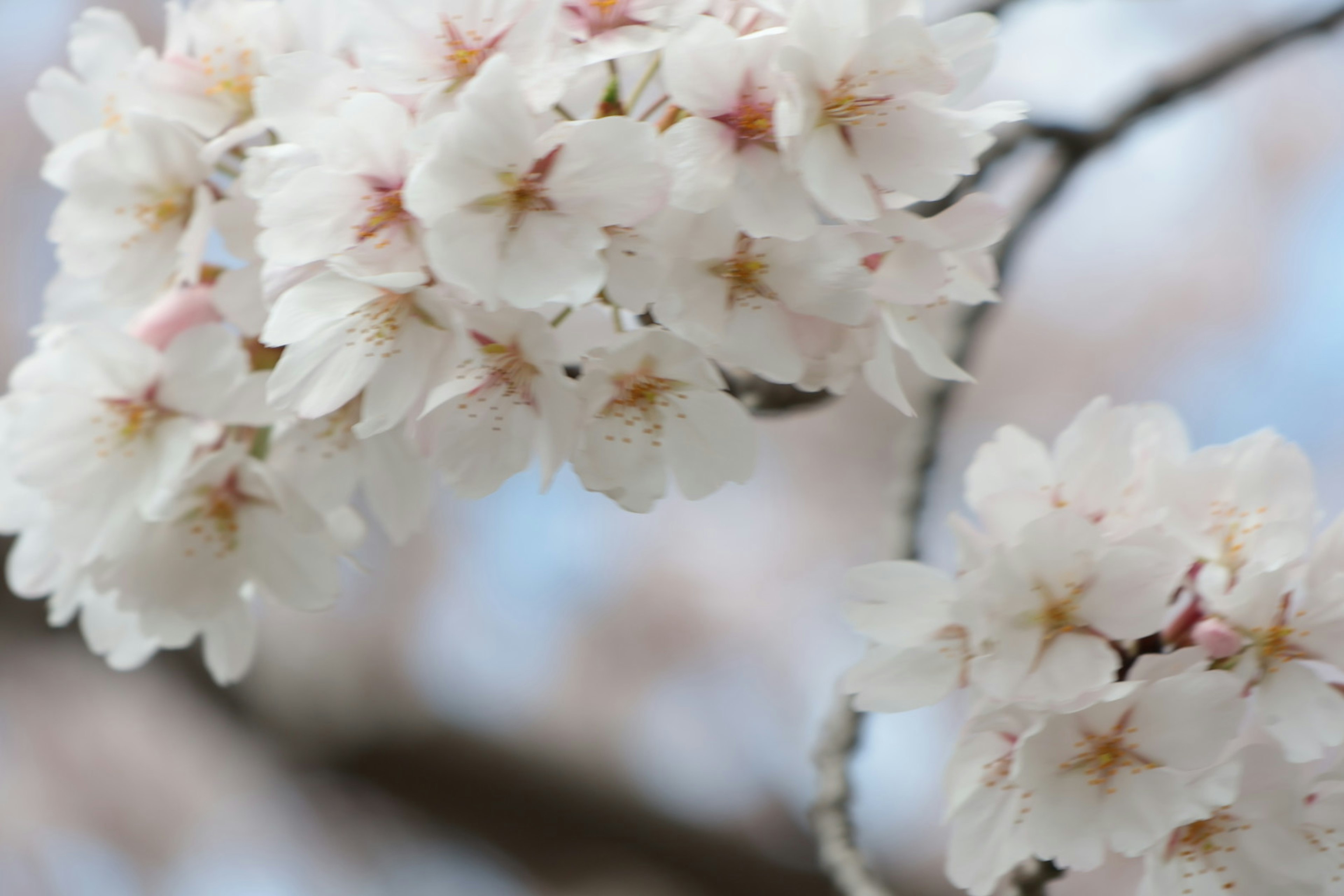 樱花特写 白色花瓣和柔和粉色中心