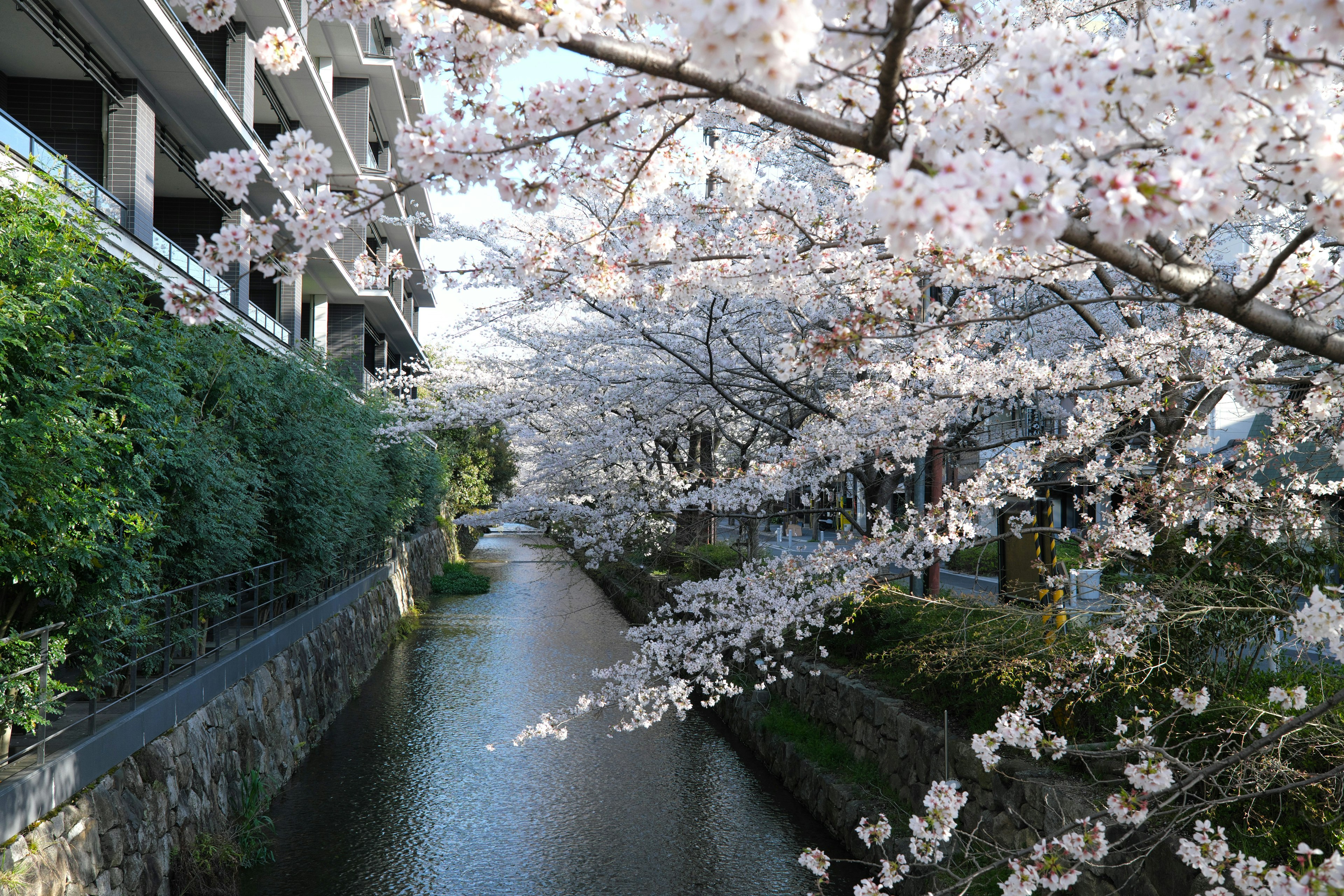 Malereische Aussicht auf Kirschblüten entlang eines Kanals mit einem Gebäude im Hintergrund